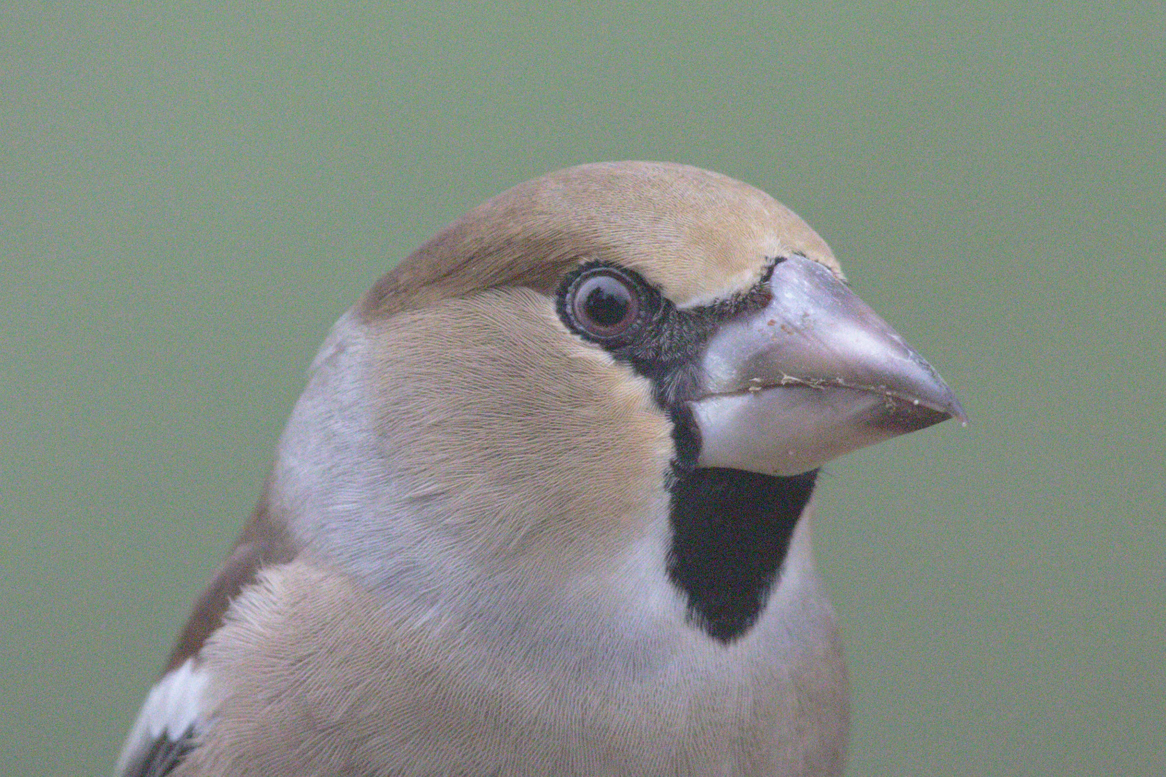 Raw converted jpg zero clipping 100%