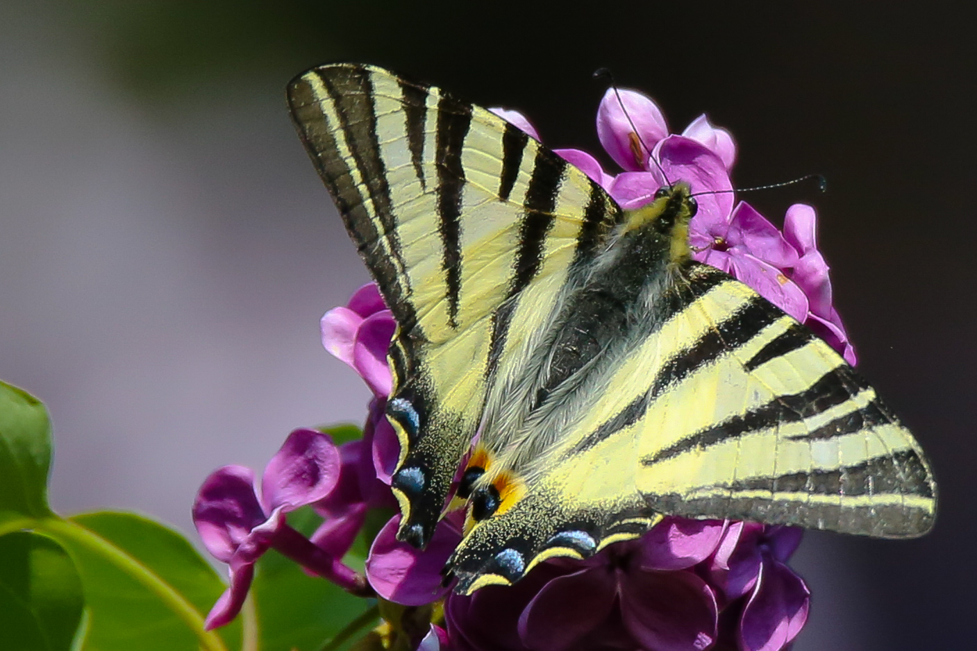 Macro with Tamron 150-600