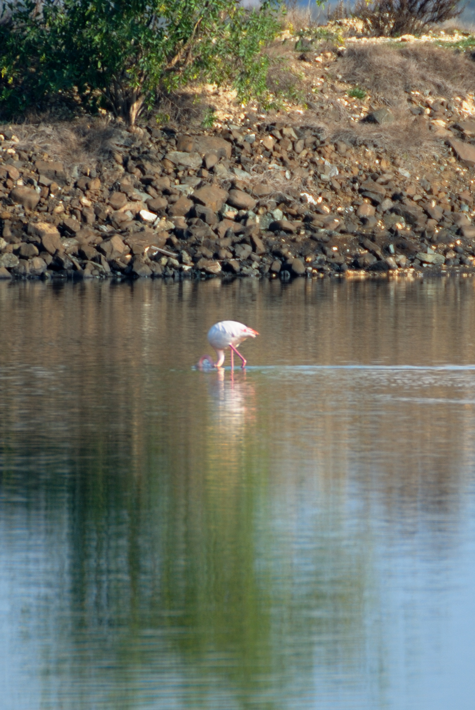 Flamingo 5