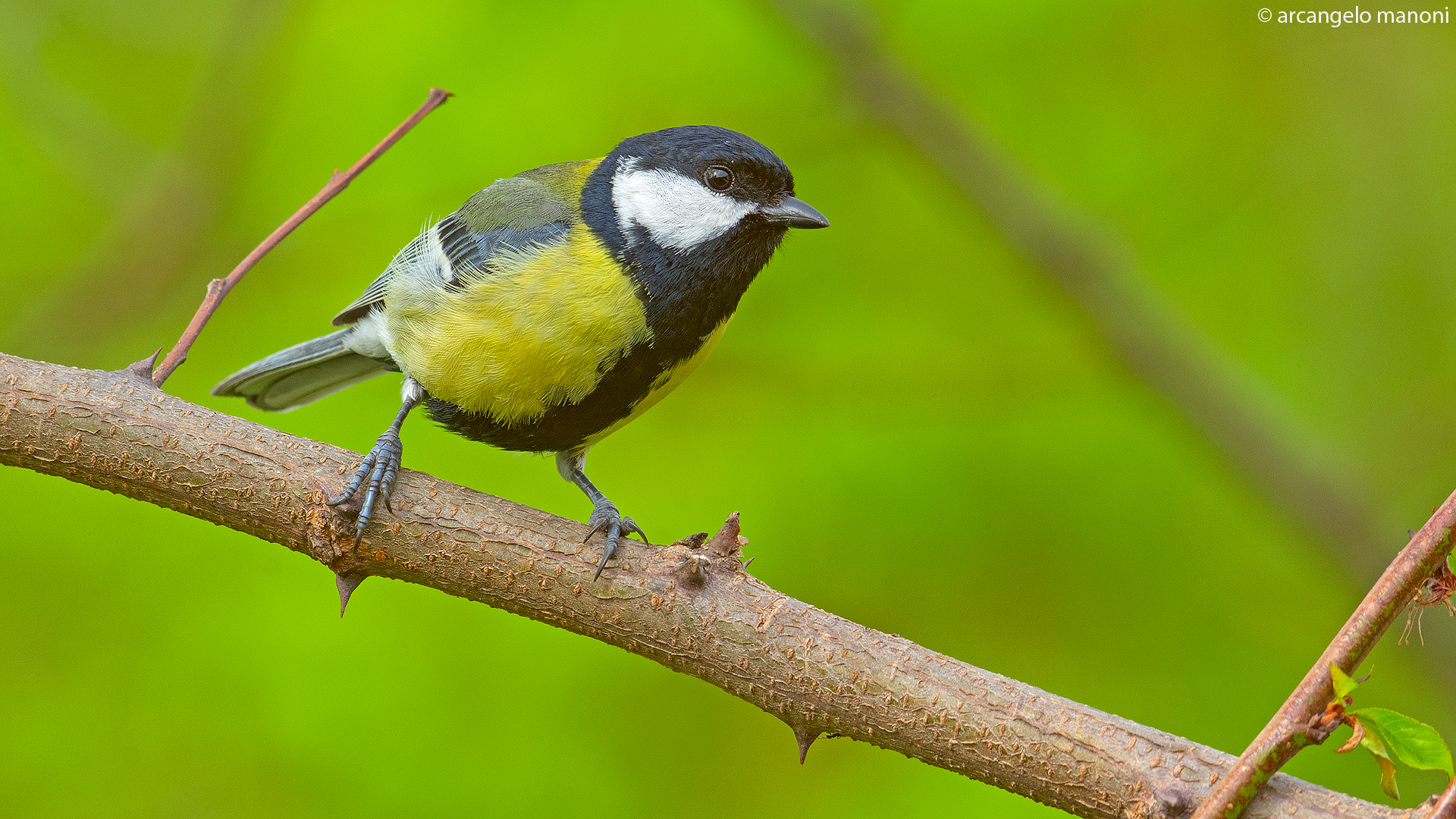 Parus major