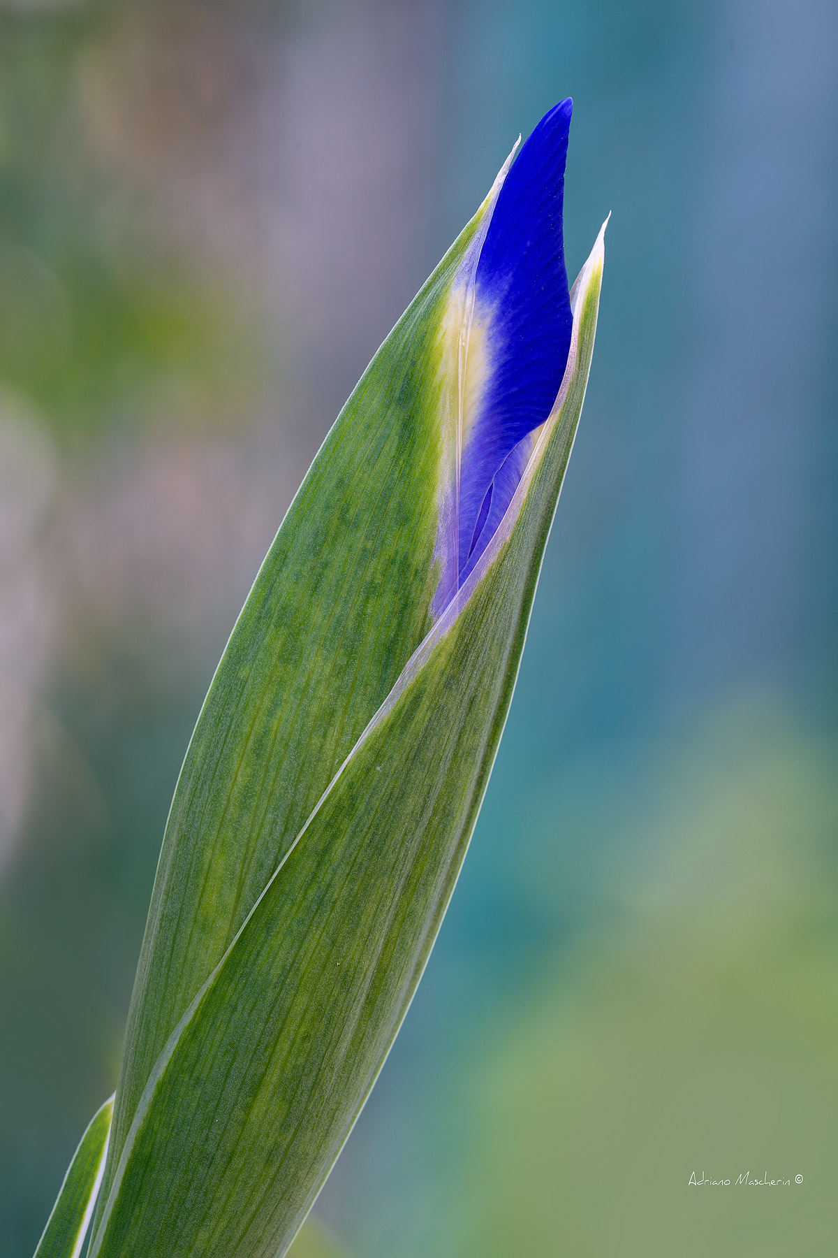 Bud Iris ...
