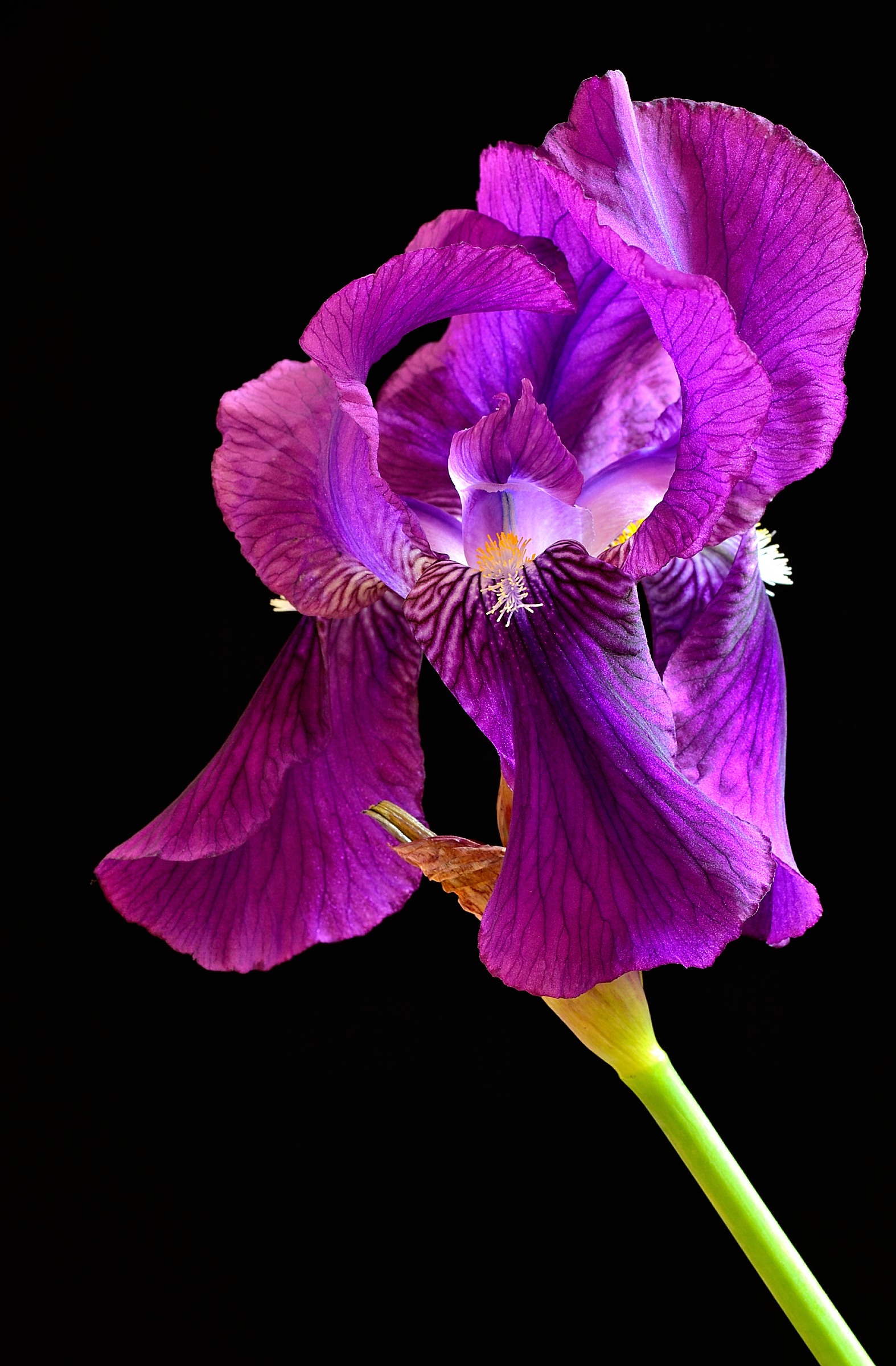 Iris