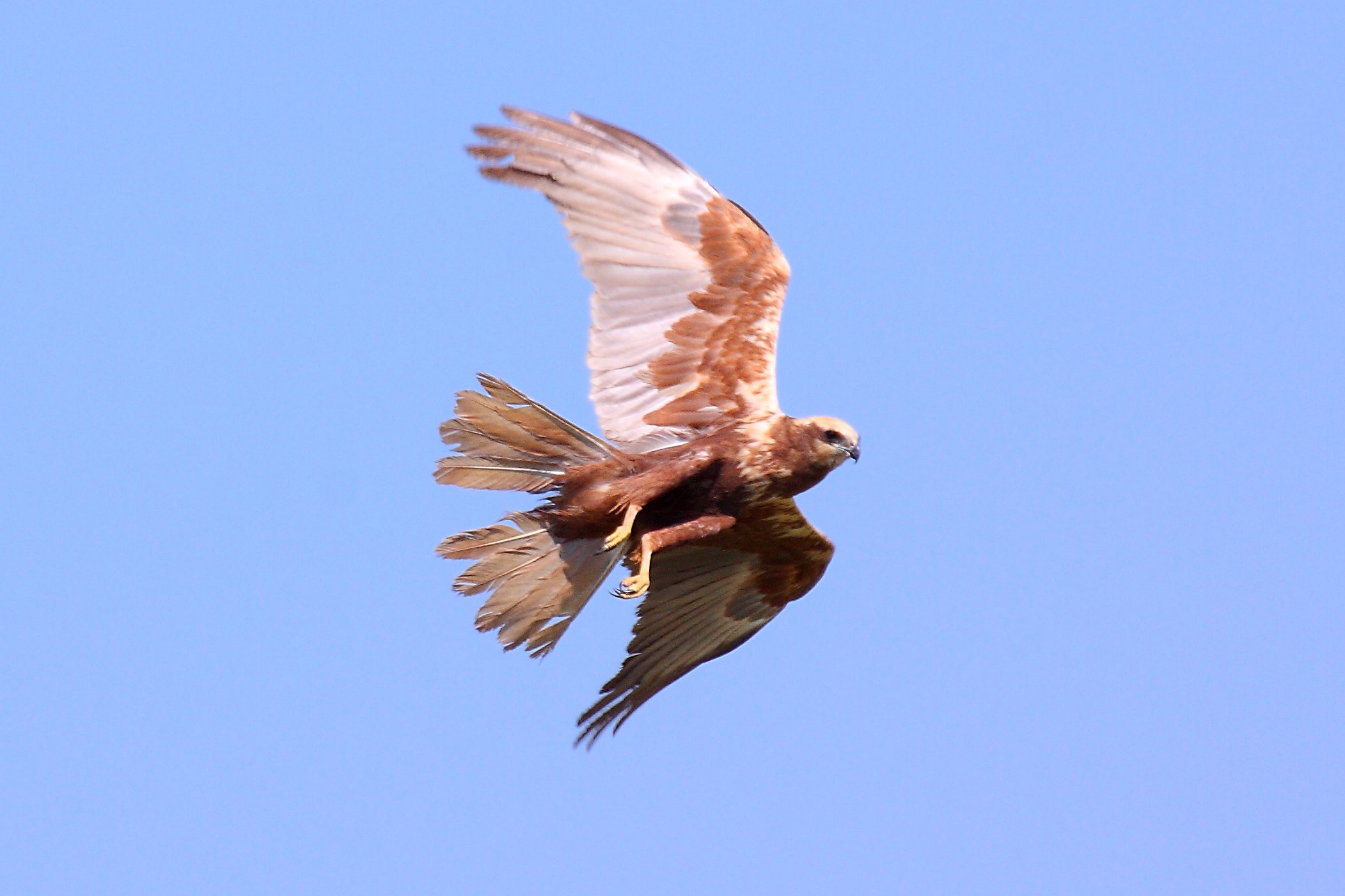 Marsh Harrier on patrol