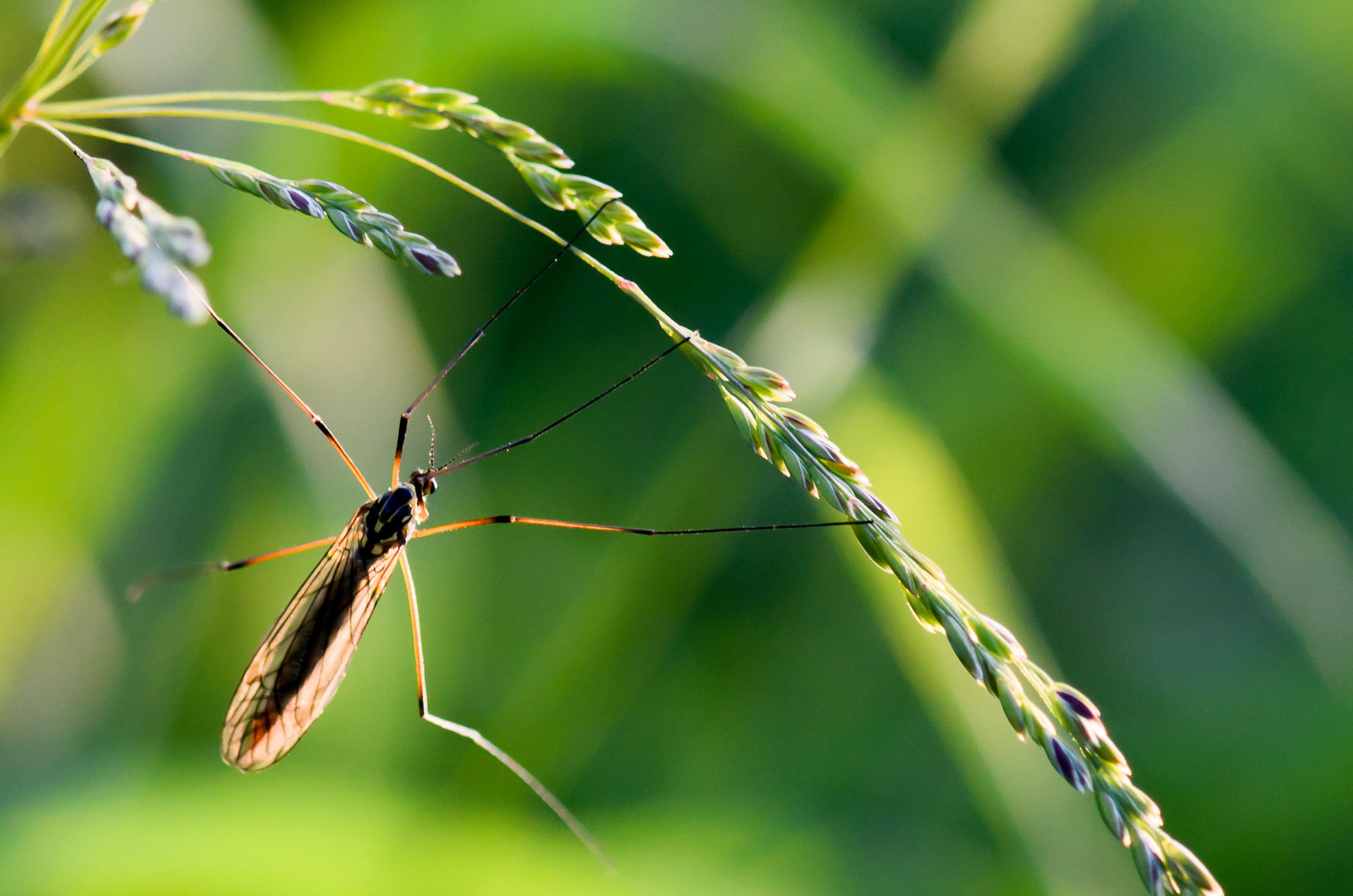 Appesa per un....niente