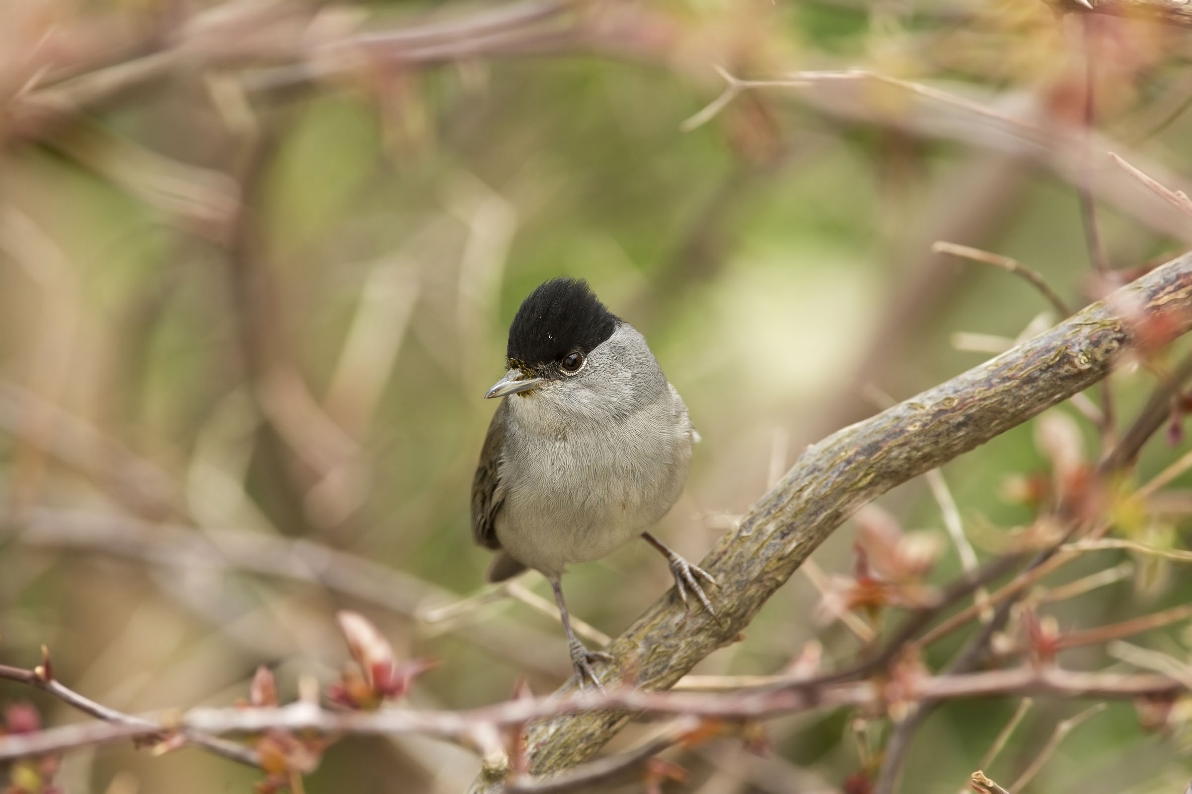 nel bosco di biancaneve....