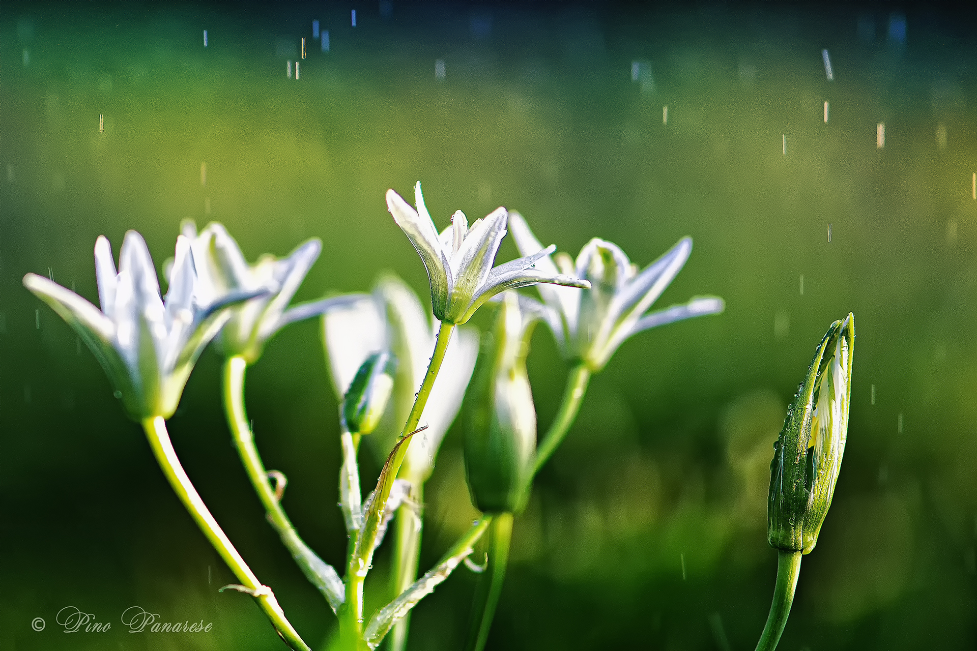 Ti ho detto che non esco... piove!!!