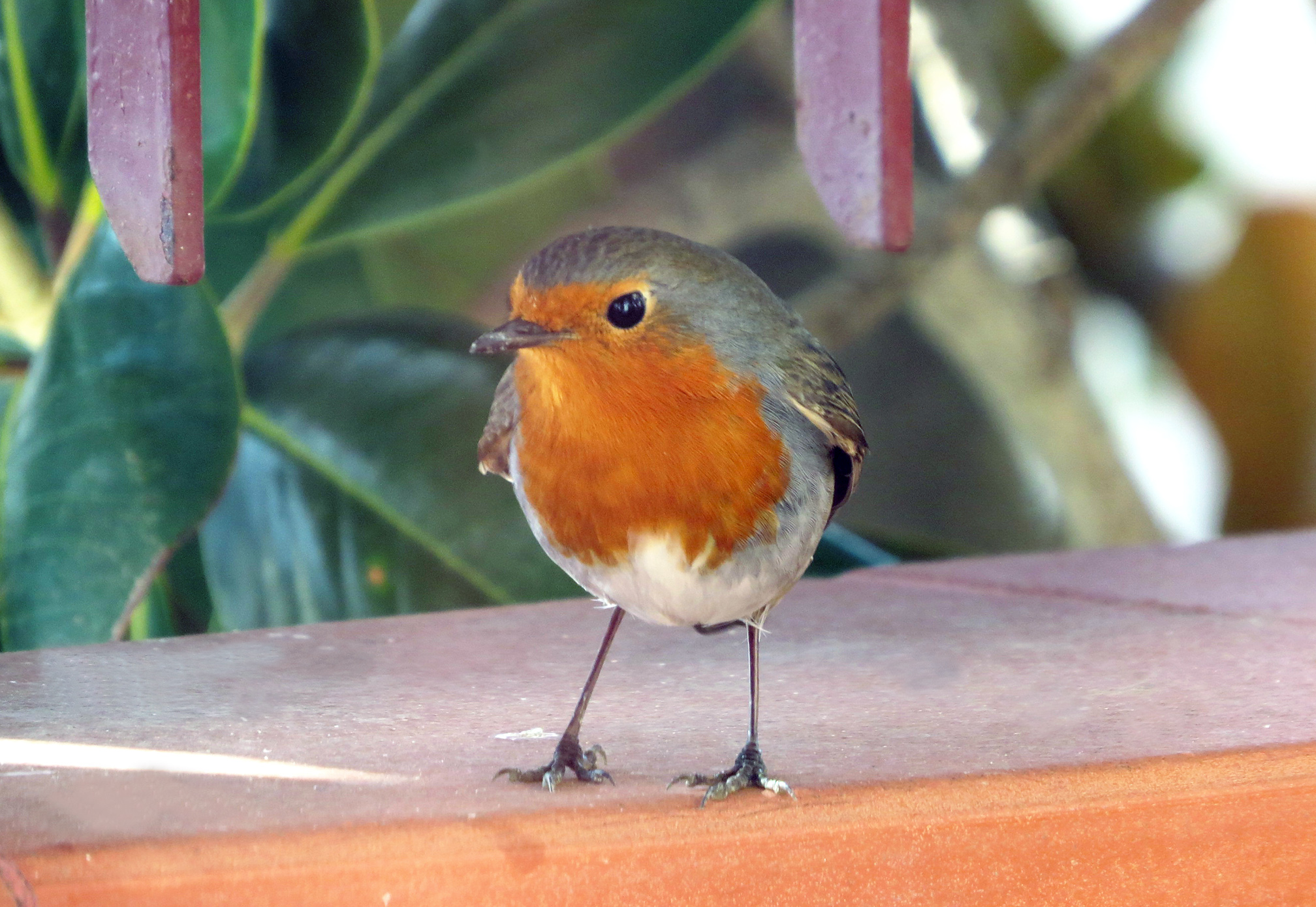 Robin