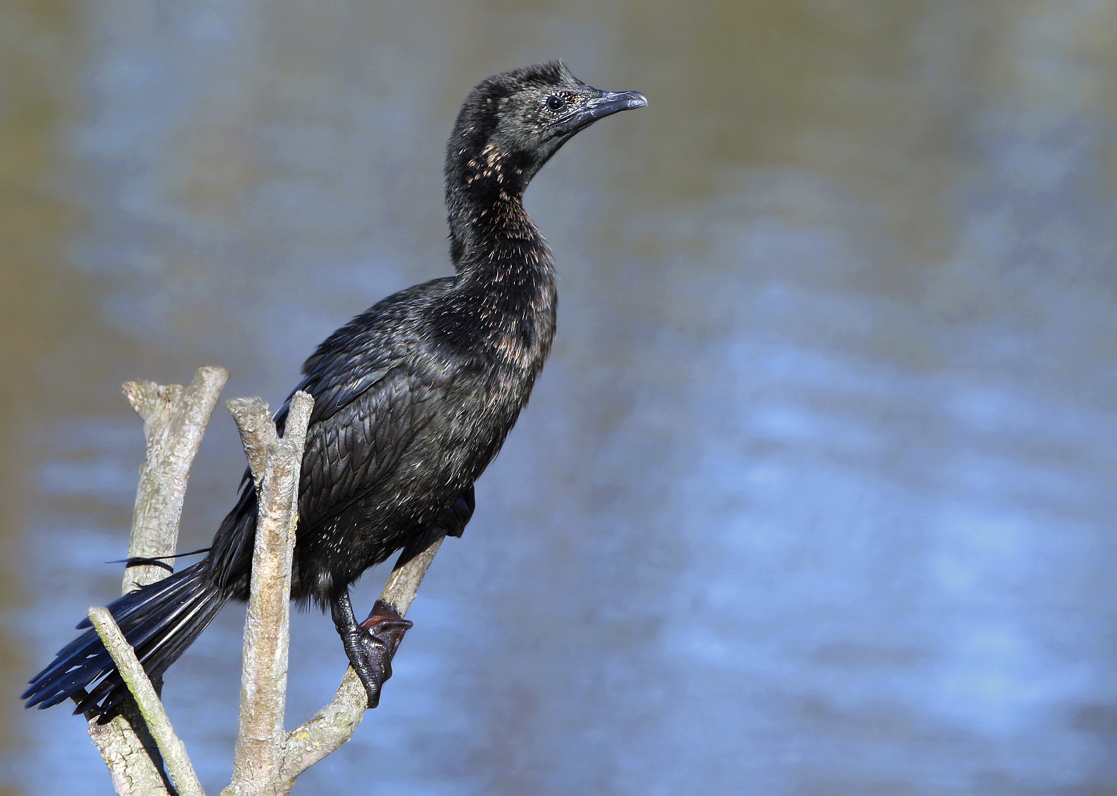 pygmy cormorant