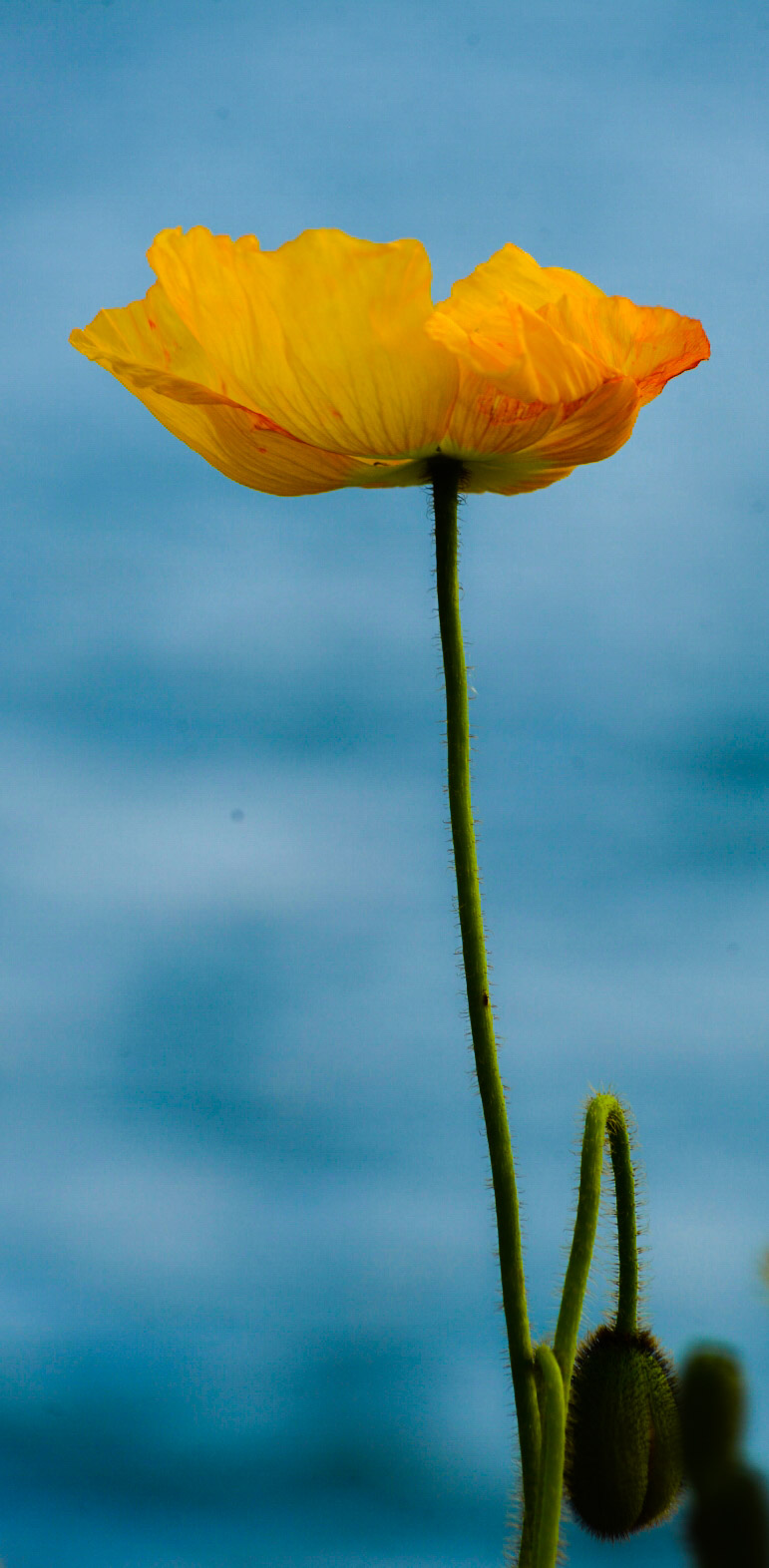 Poppy ...