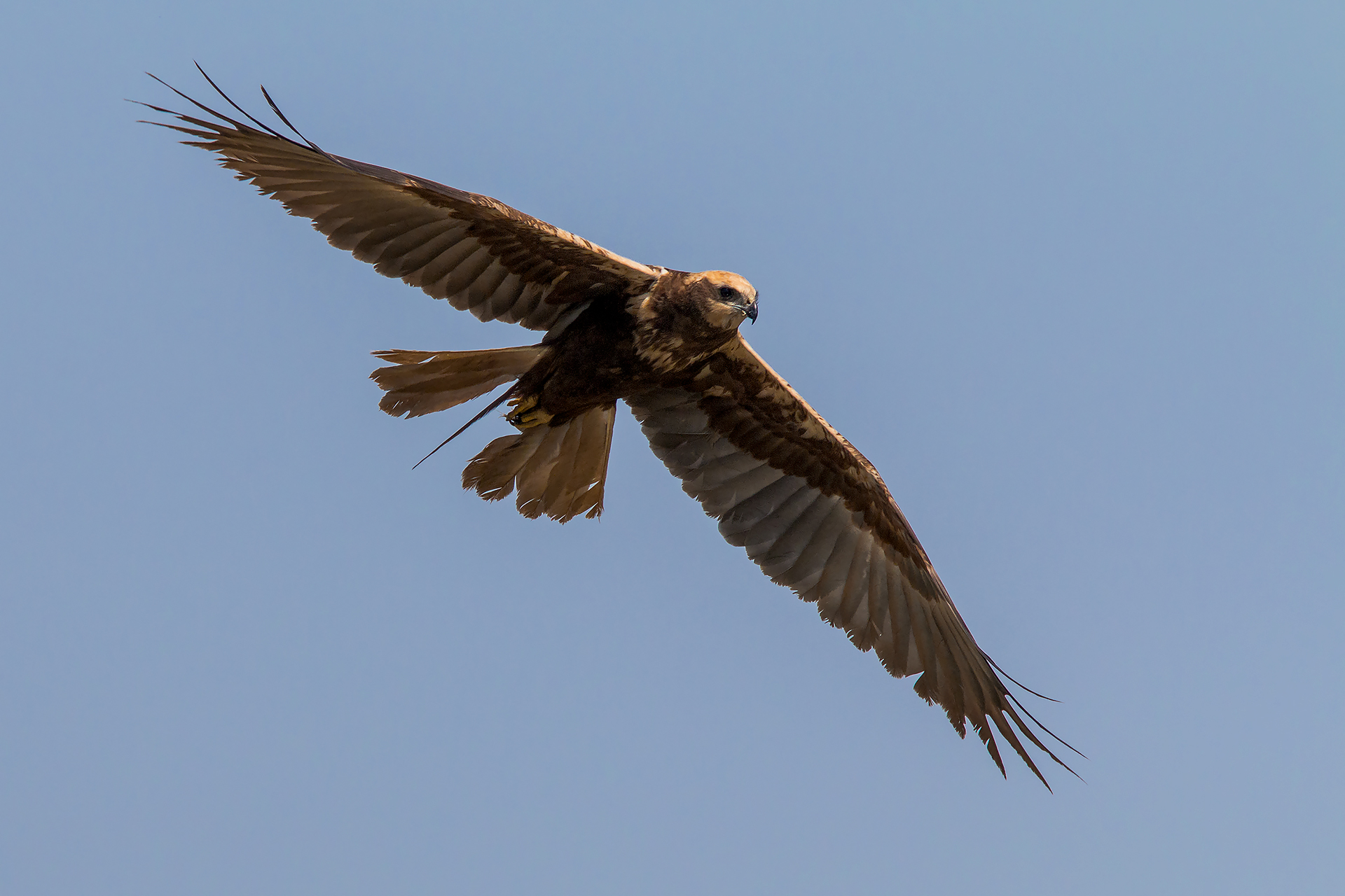 Marsh Harrier