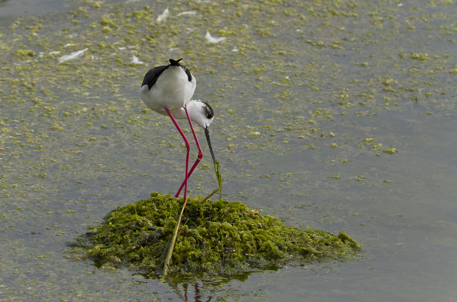 Some sprucing up yet!