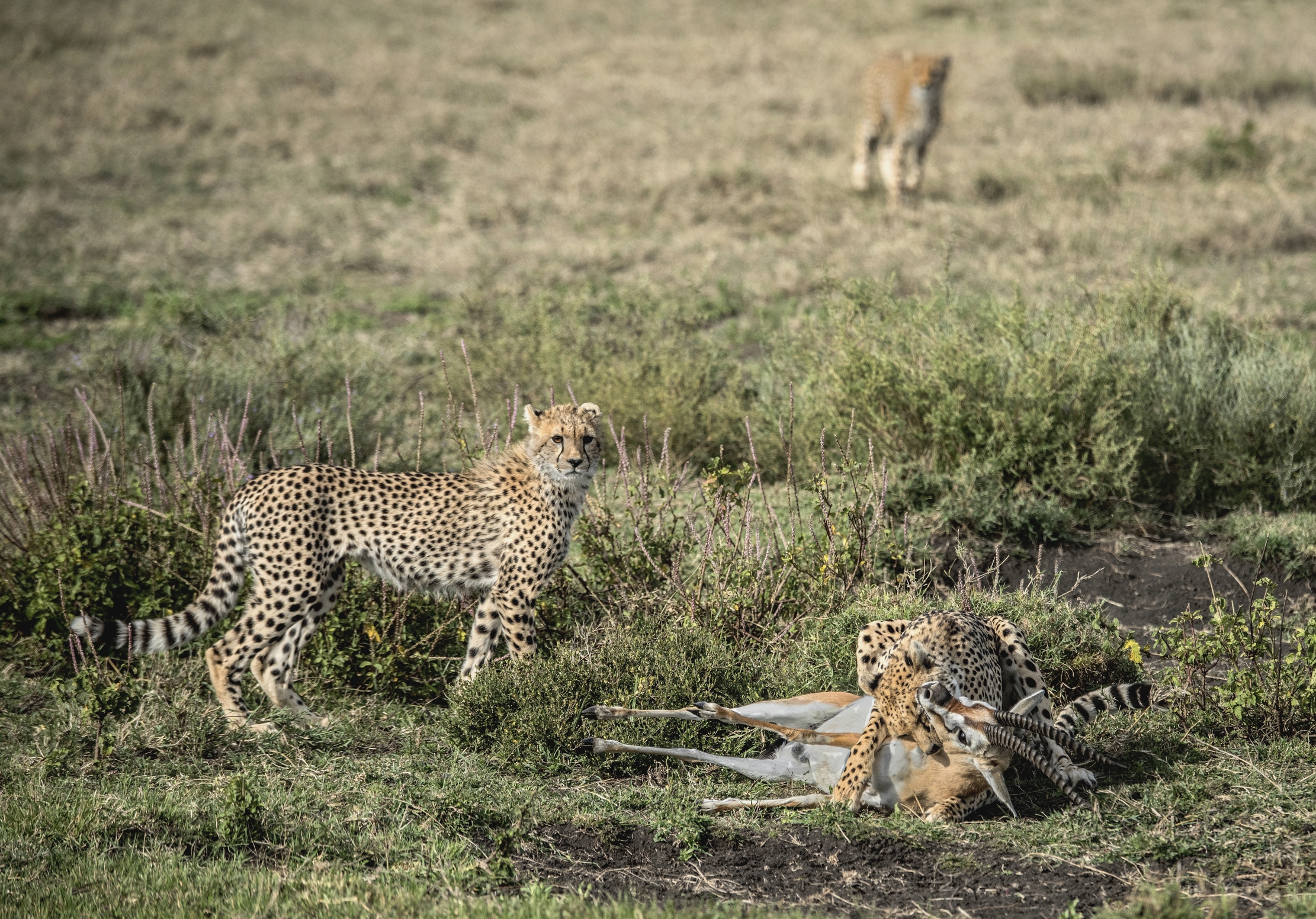 Tanzania 2015 - Scena di caccia