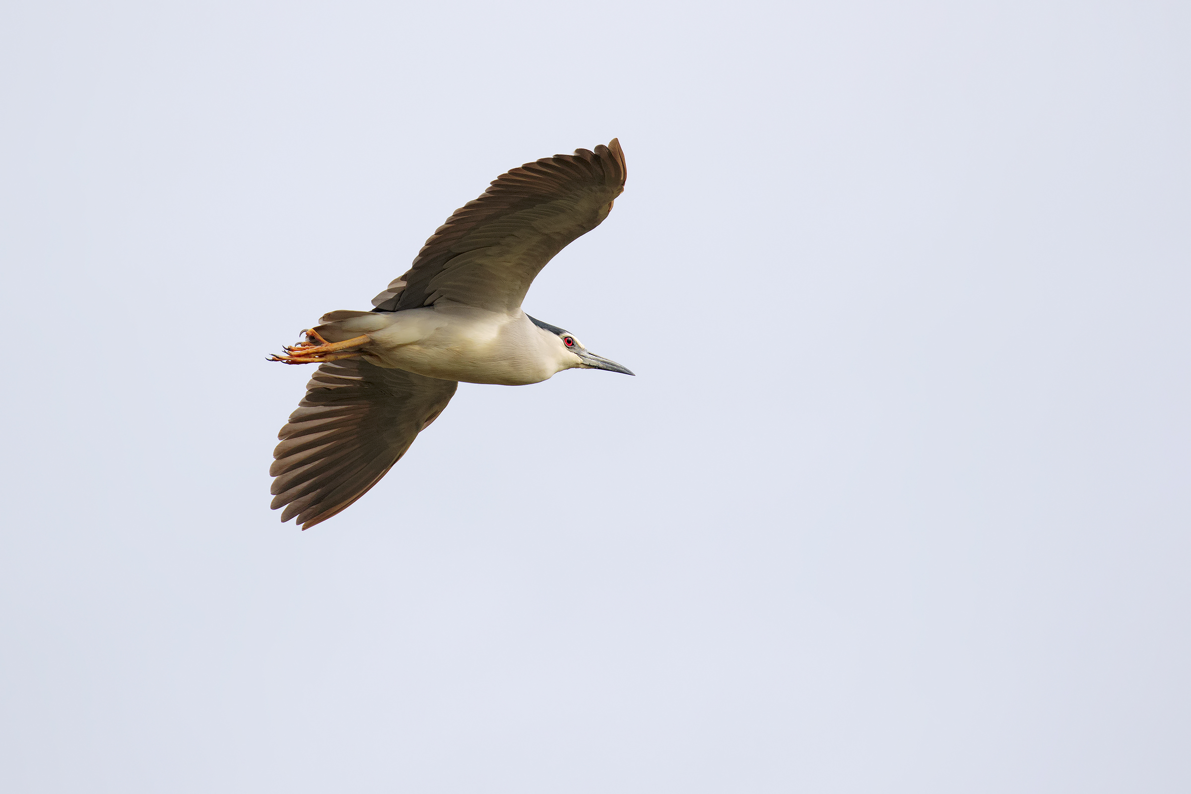 Night Heron 2