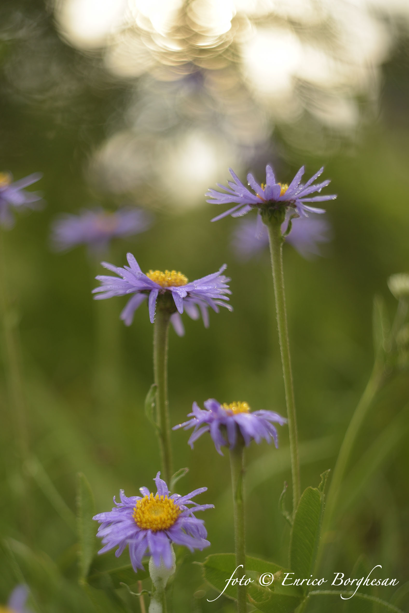 Aster alpinus