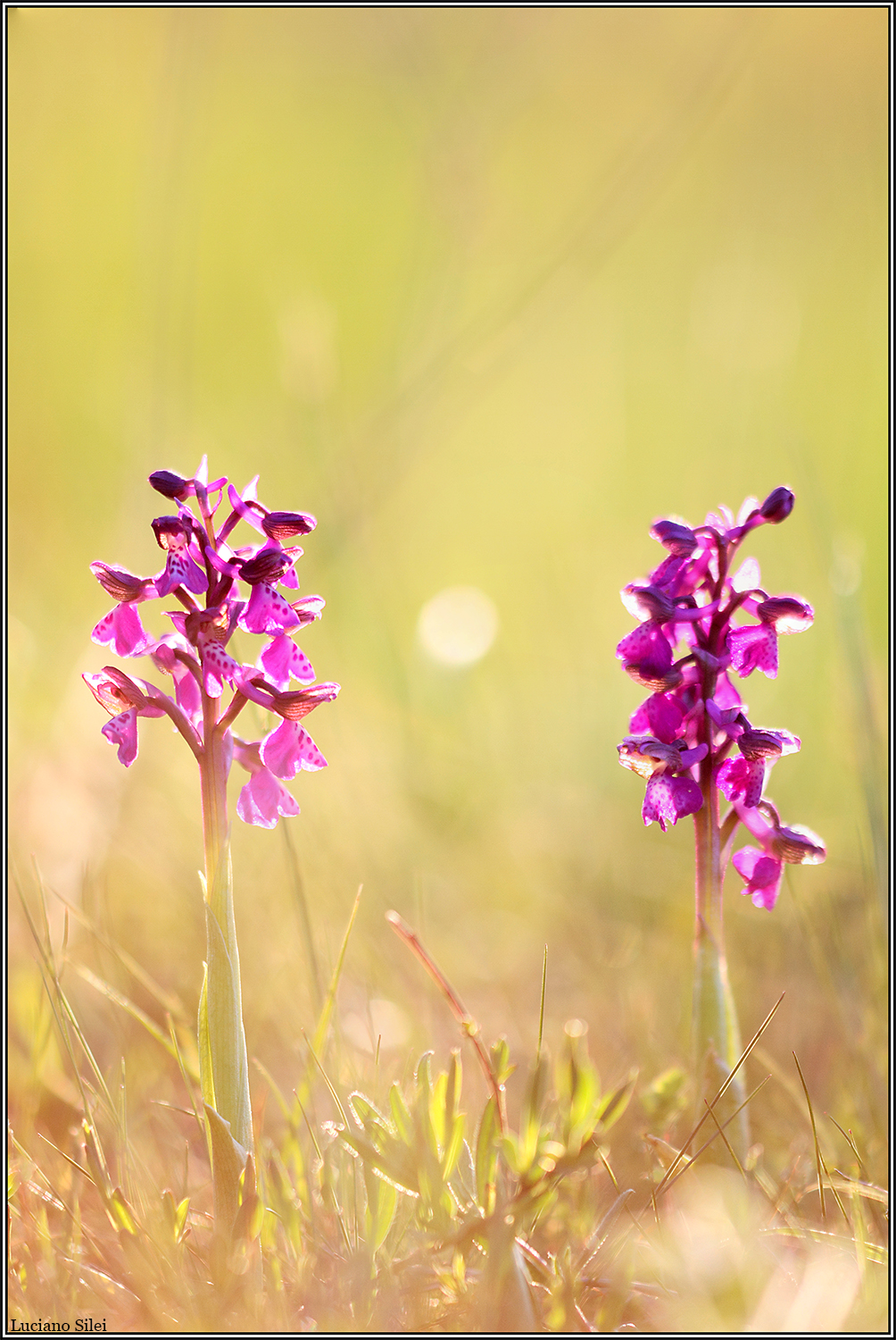 Luce - Tramonti a nord-est