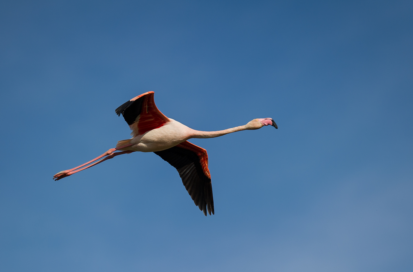 Flamingo on the fly