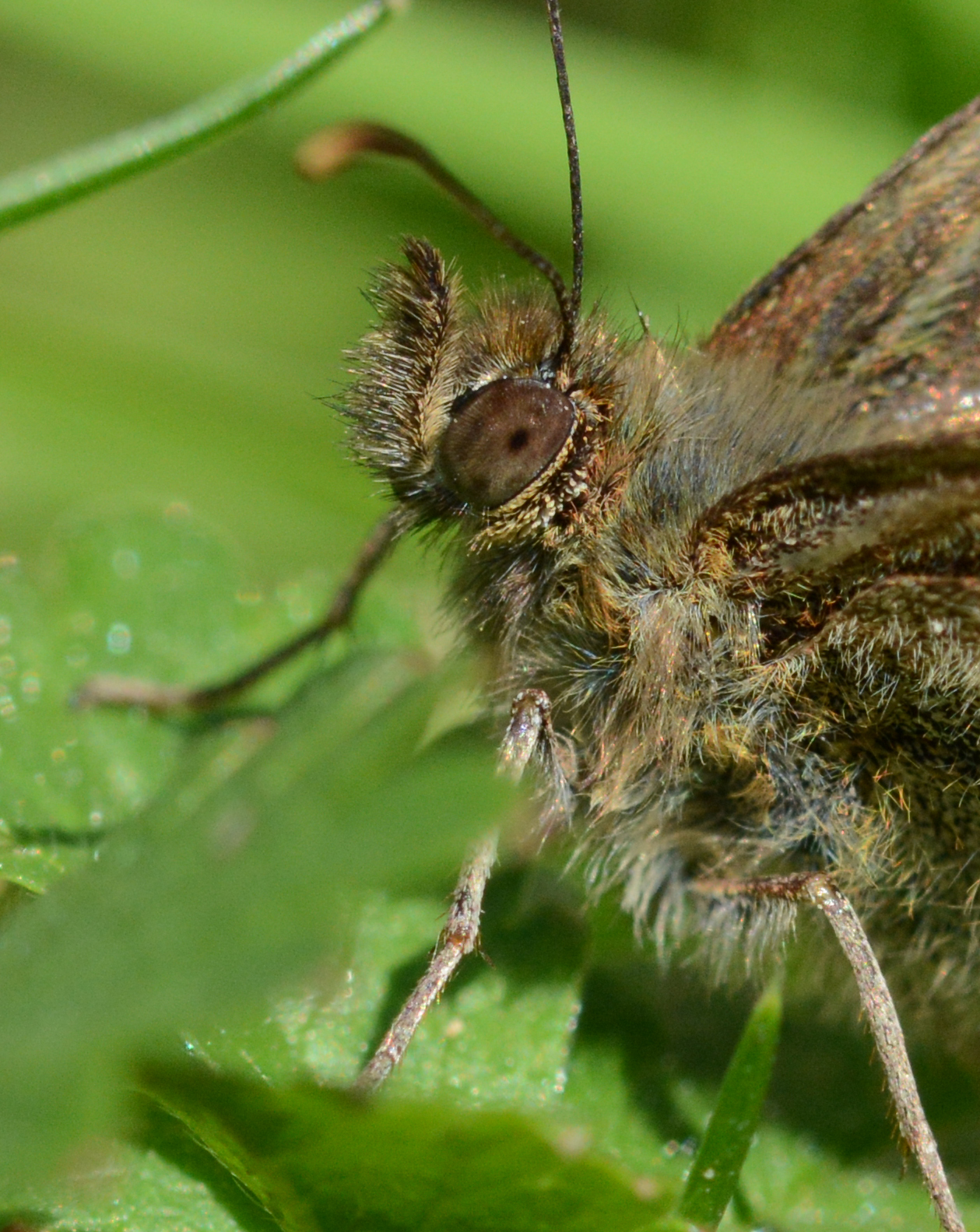 incontro ravvicinato!