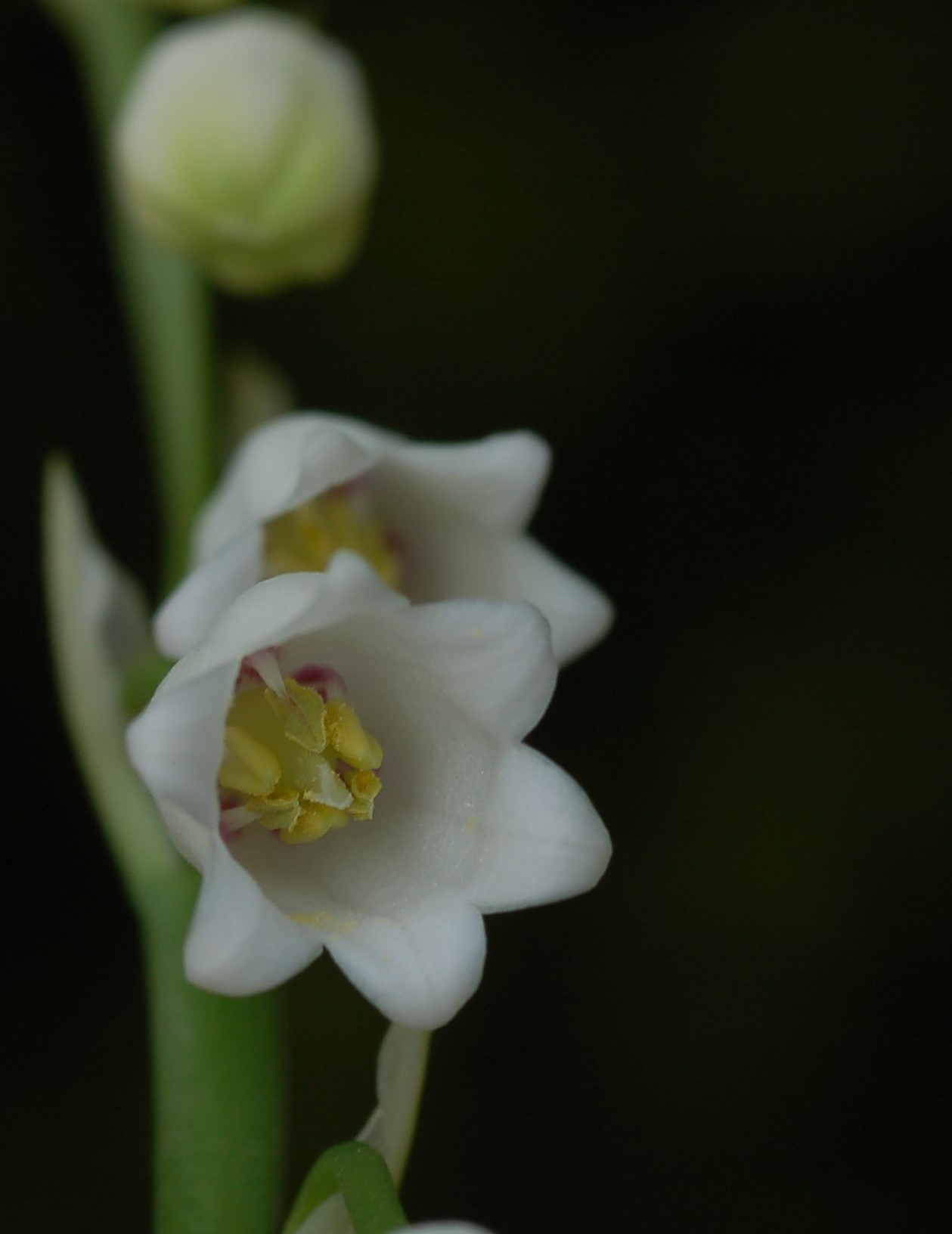 ...i musetti dei mughetti !