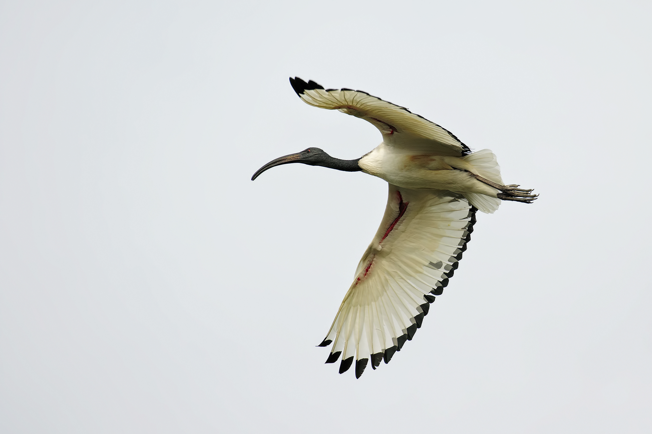Sacred Ibis