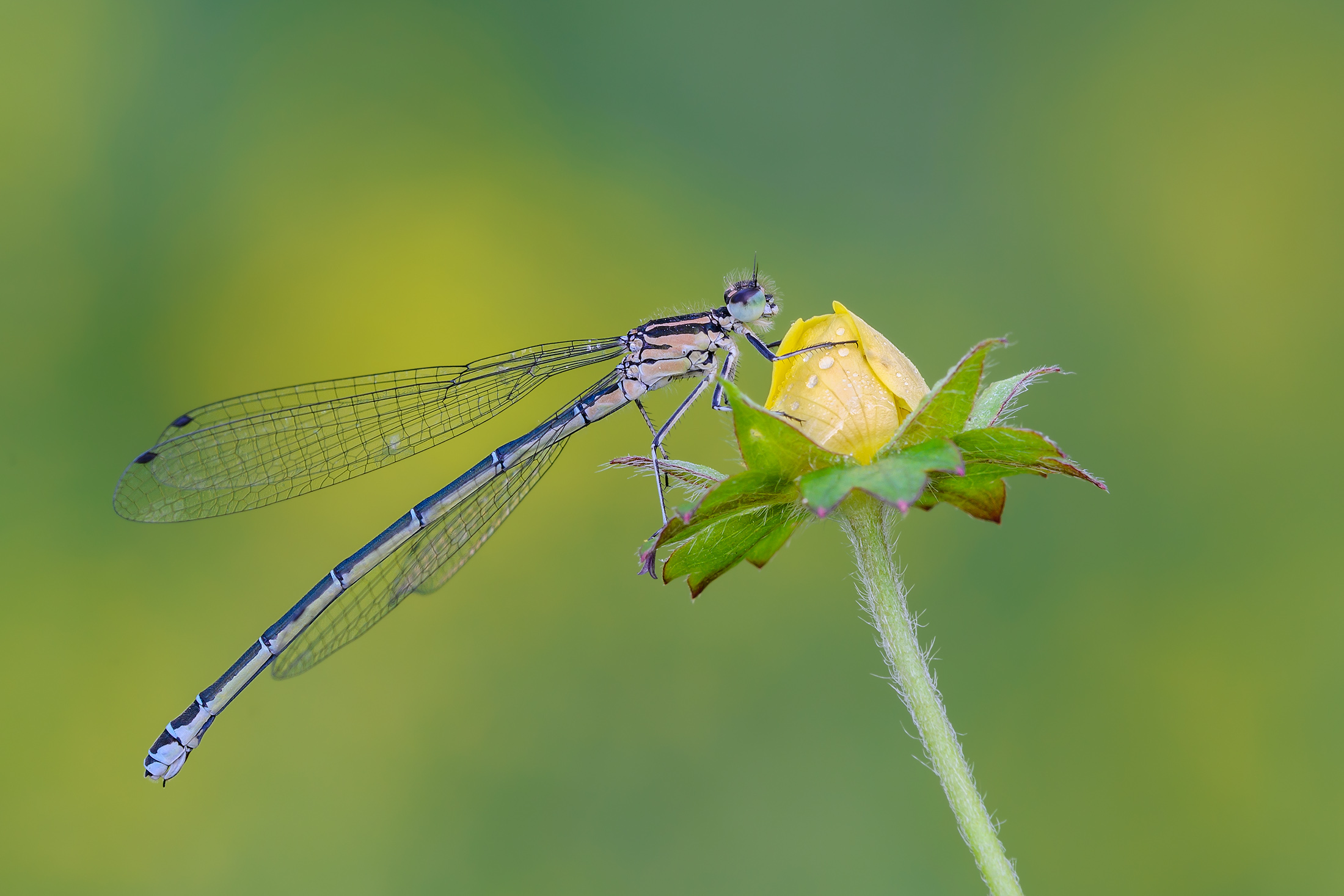 Azure Damselfly (Linnaeus, 1758) immature female