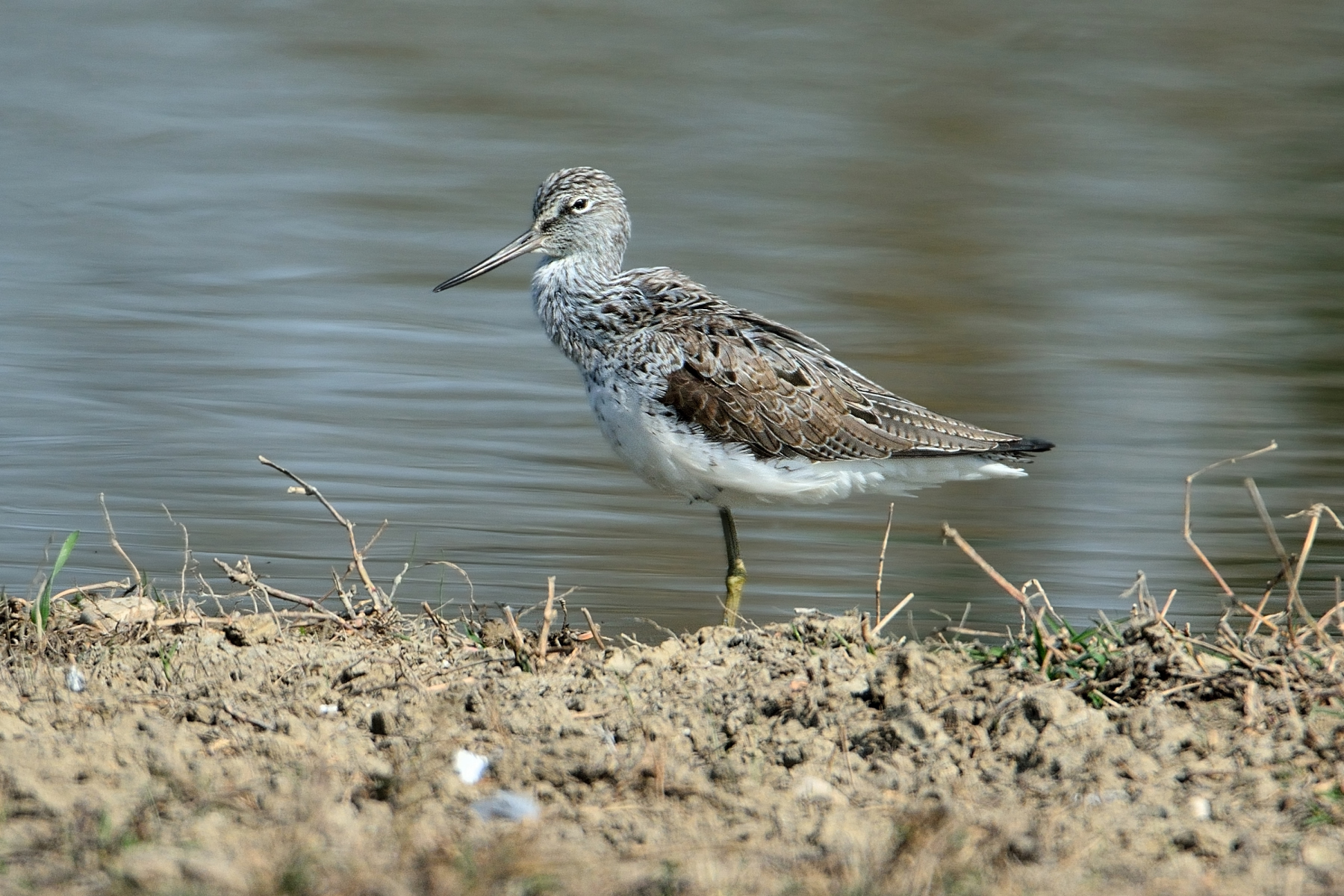 Greenshank (Tringa nebularia)