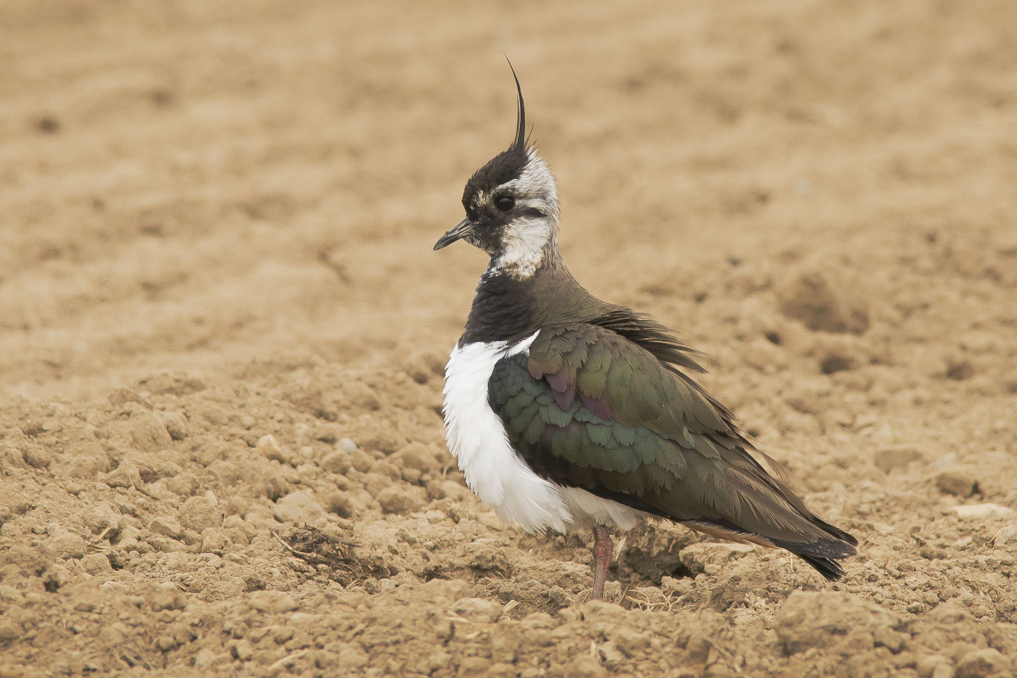 Lapwing