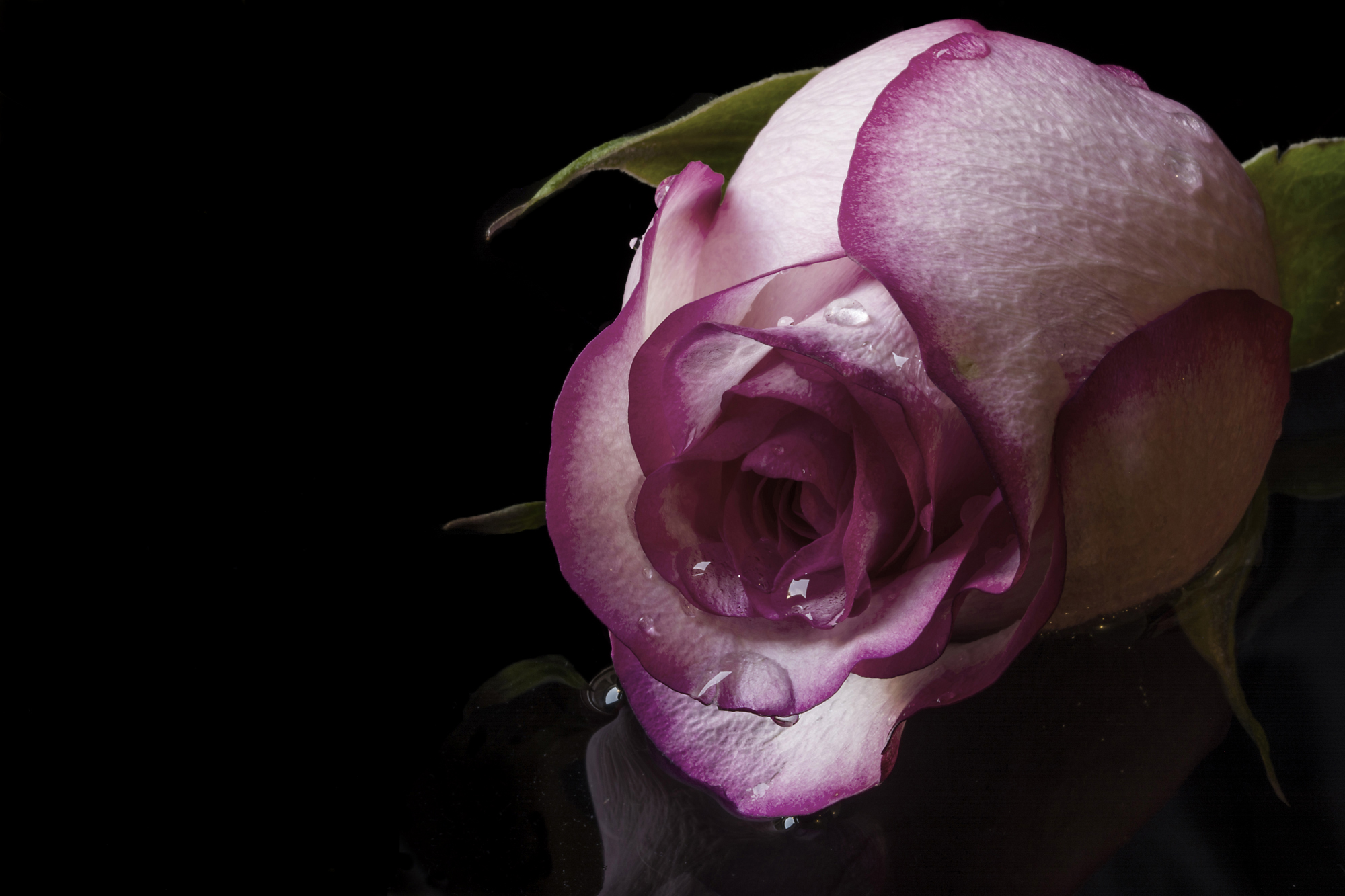 Cogli la rosa, o ninfa, or ch'è bel tempo