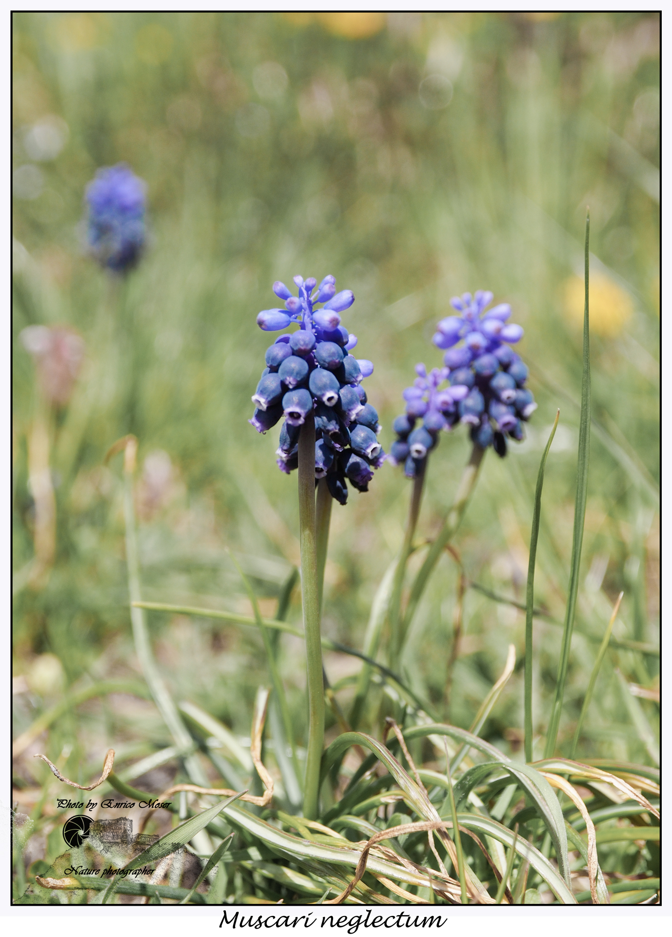 Muscari neglectum