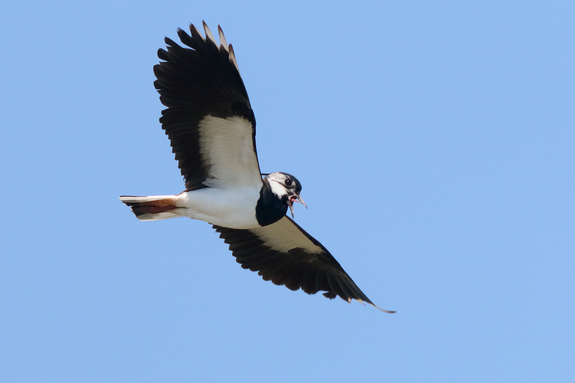 Lapwing