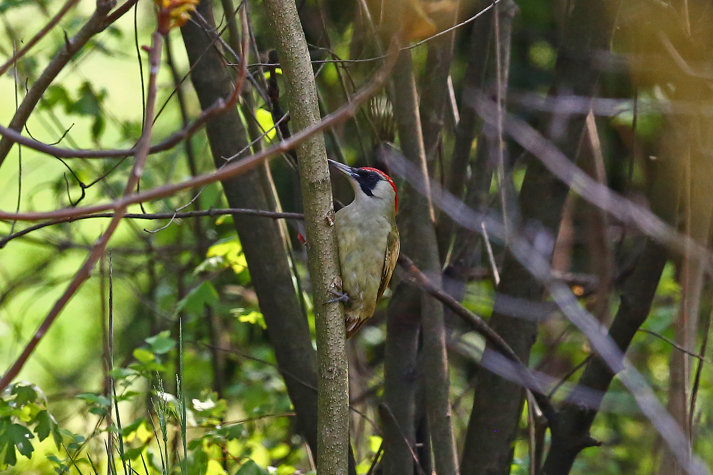 Green Woodpecker