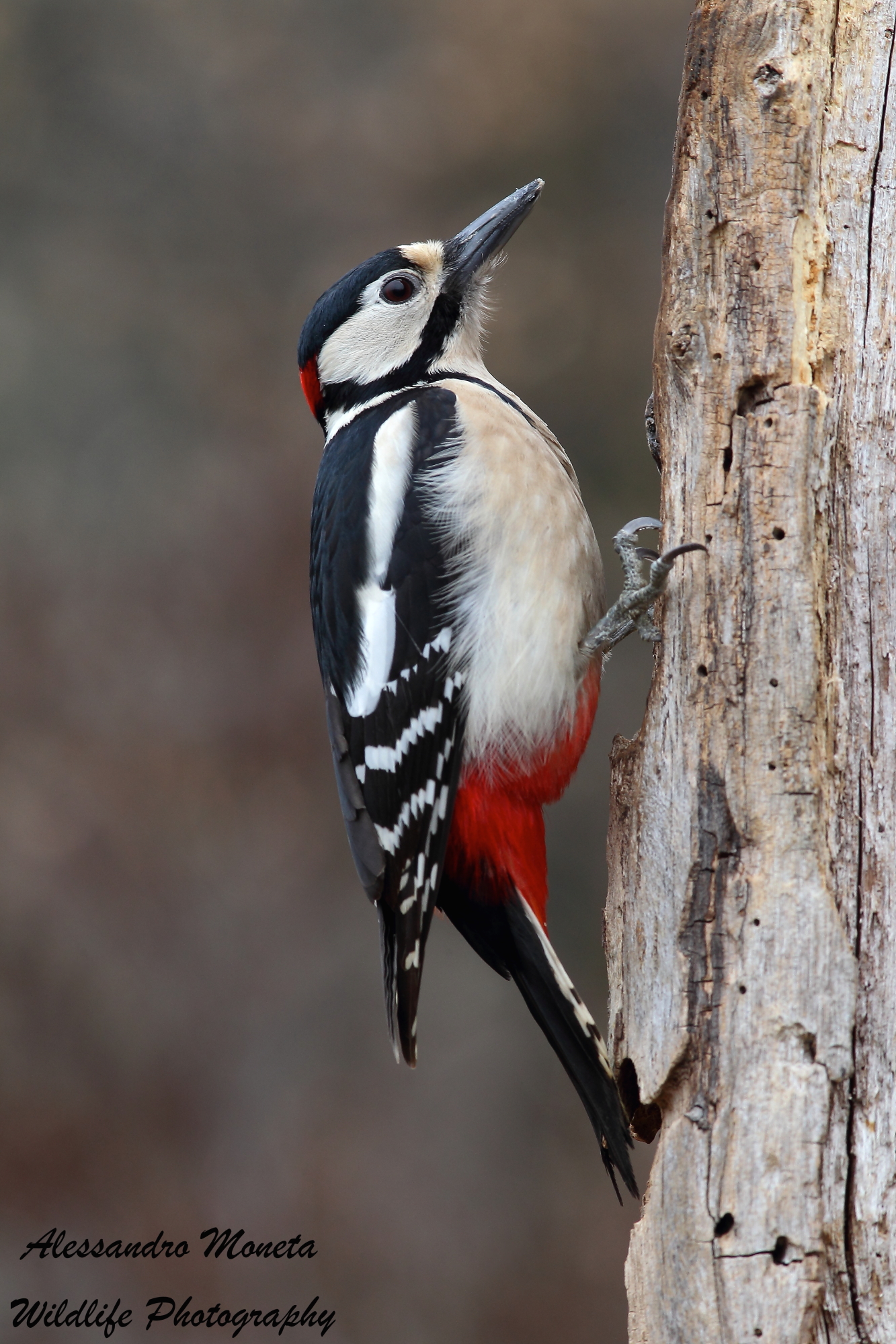 Spotted Woodpecker male