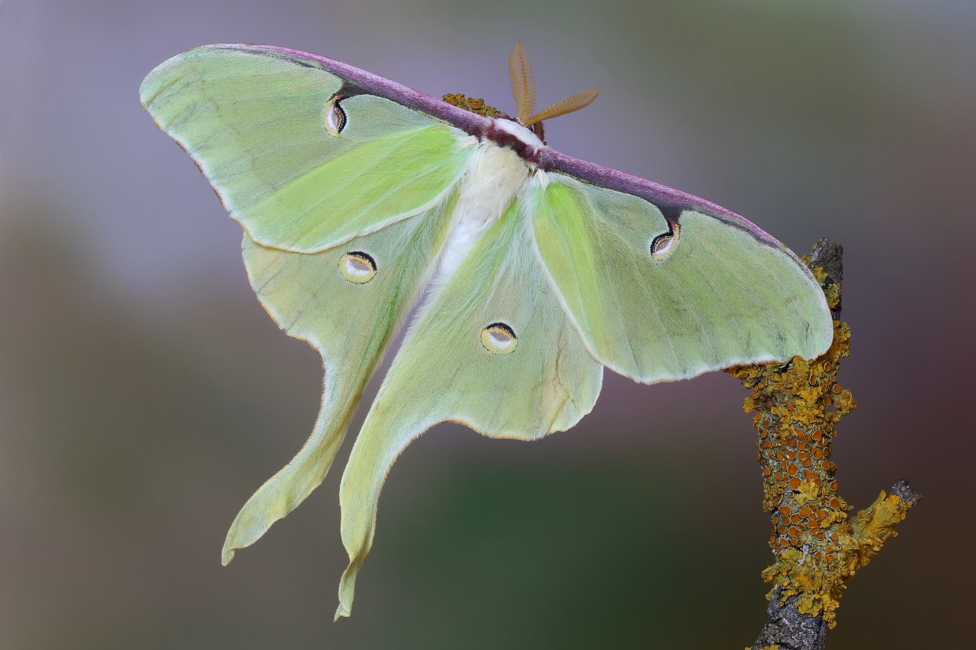 Luna Moth