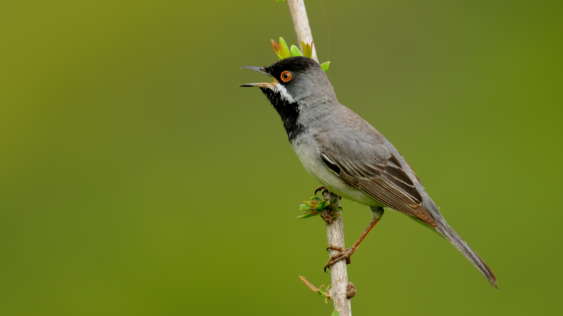 R? Ppell`s silvia / Sylvia Ruppel