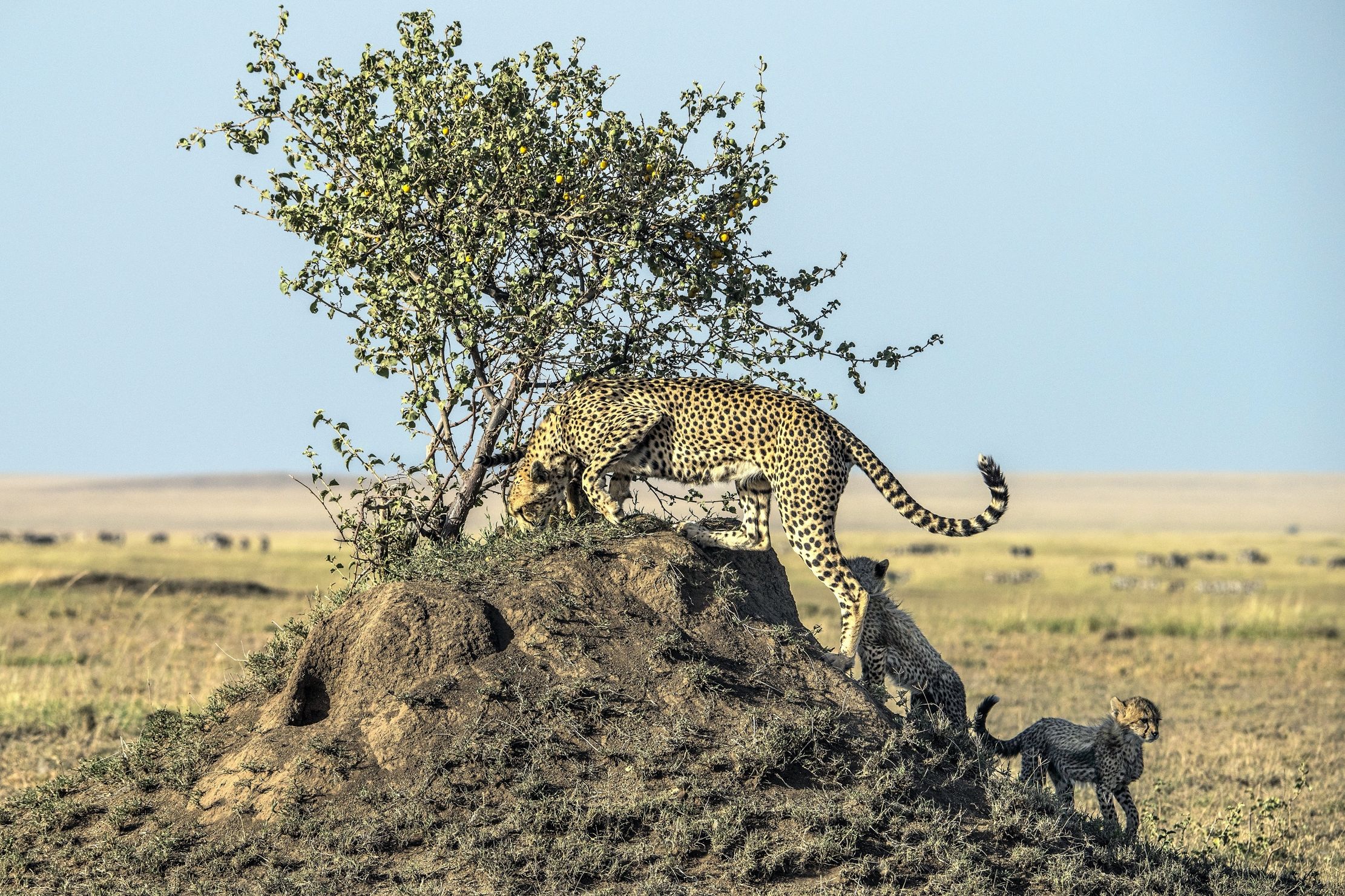 Tanzania 2015 - Ghepardi