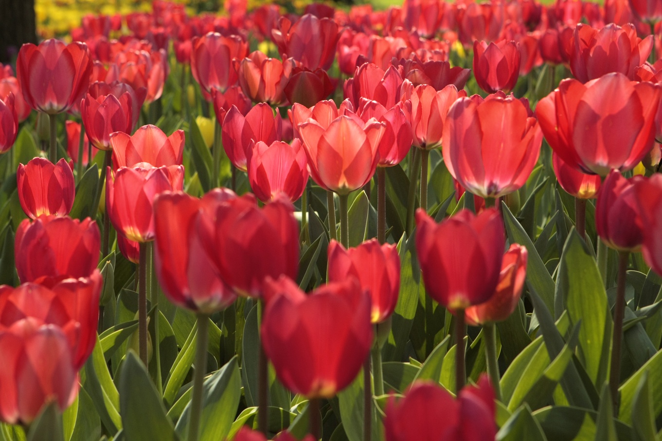 Tulips - Castle Pralormo