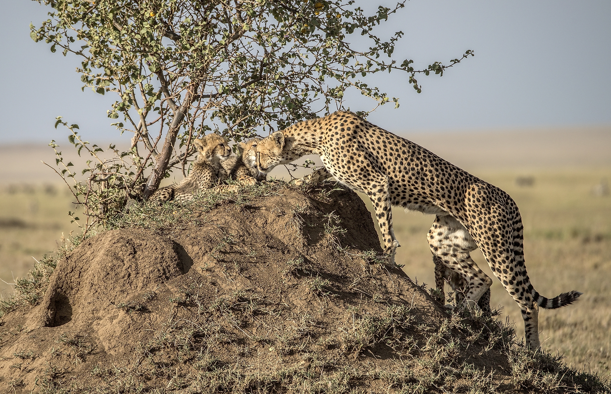 Tanzania 2015 - Ghepardi