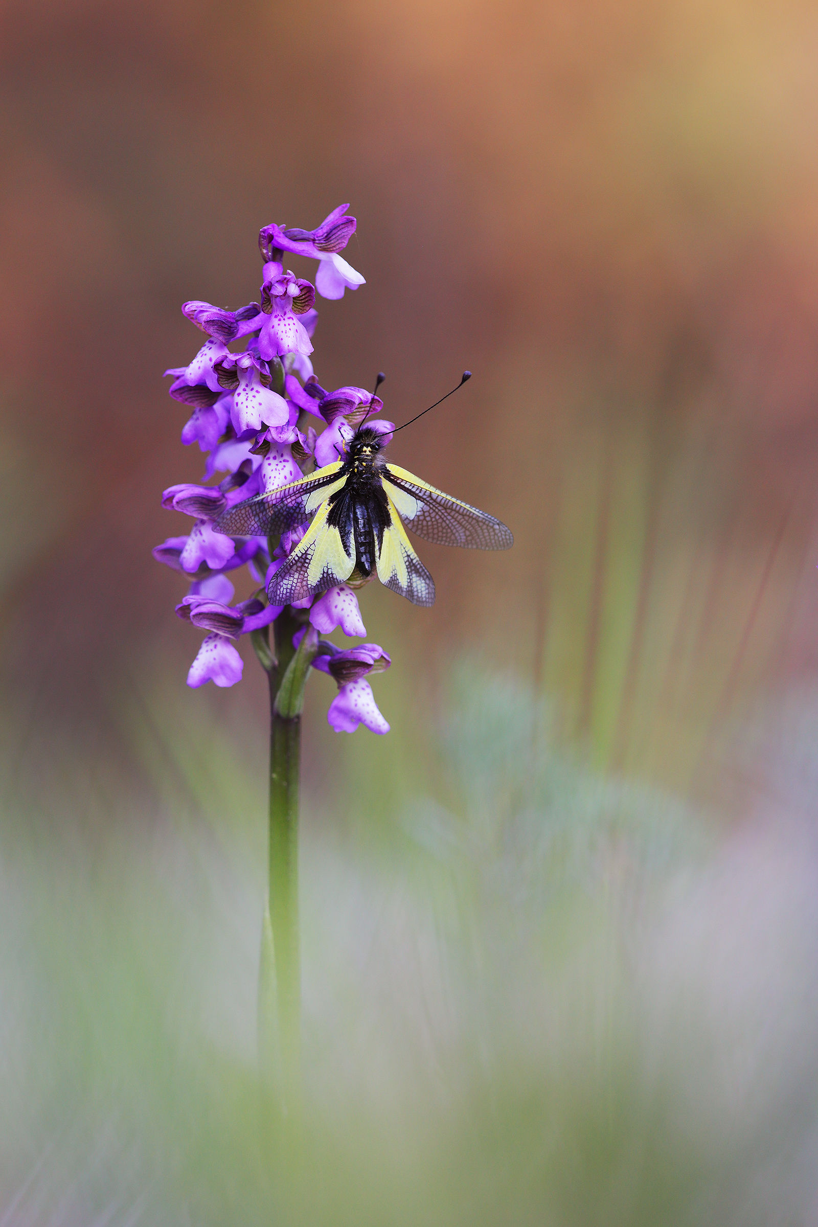 Anacamptis morio and Libelloides coccajus