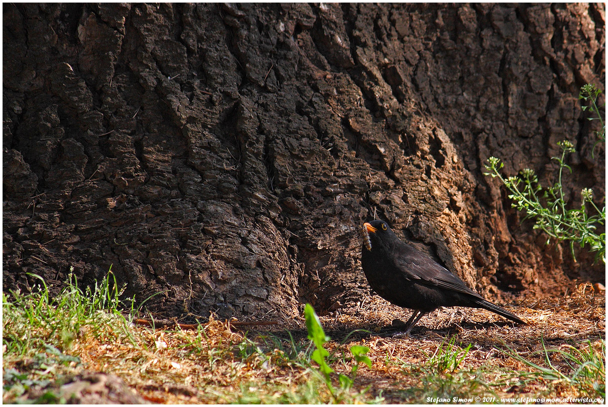 Blackbird with prey