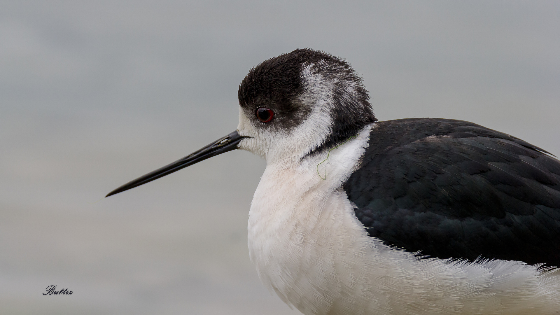 Cavaliere - Ritratto