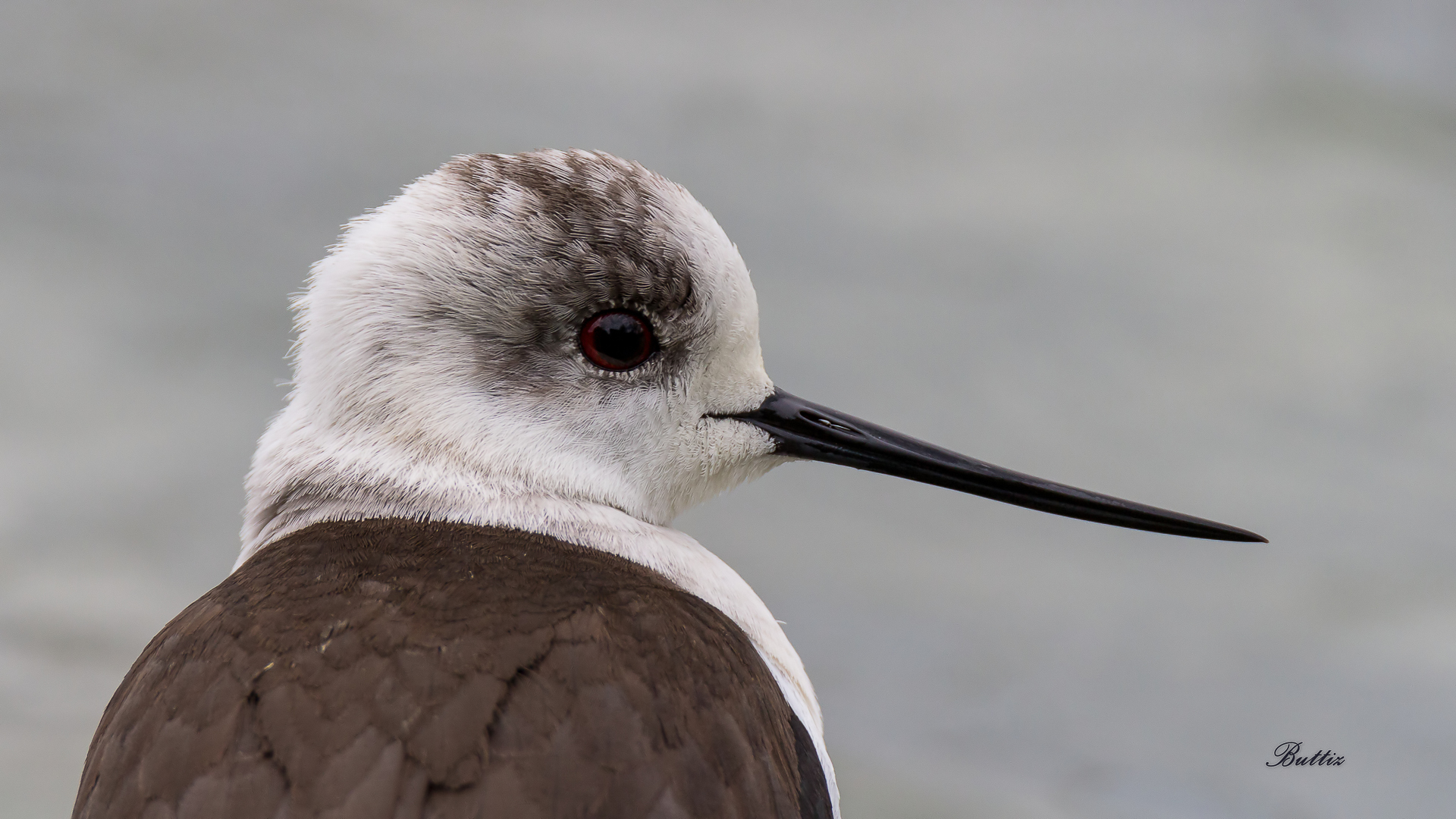 Cavaliere - Ritratto