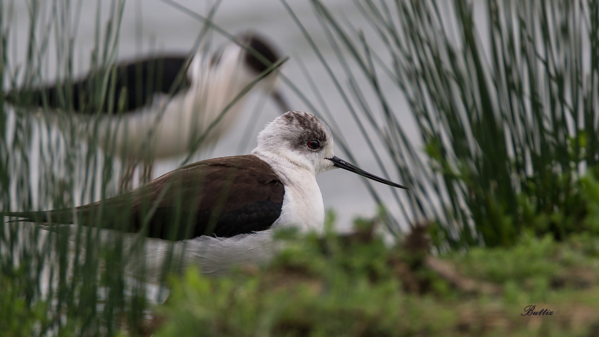 Cavaliere - Ritratto