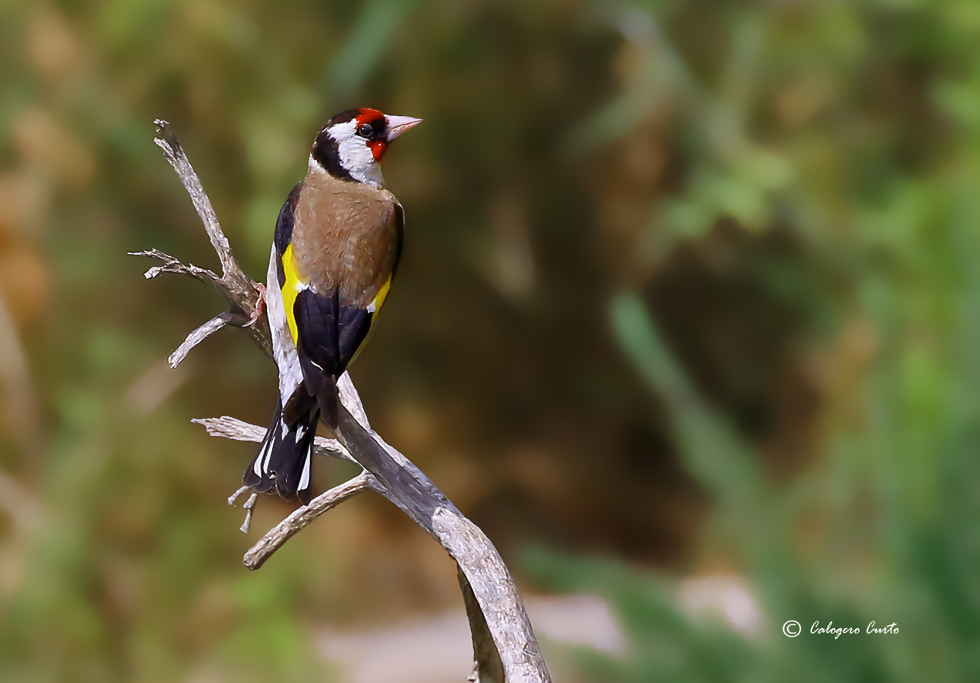 Goldfinch