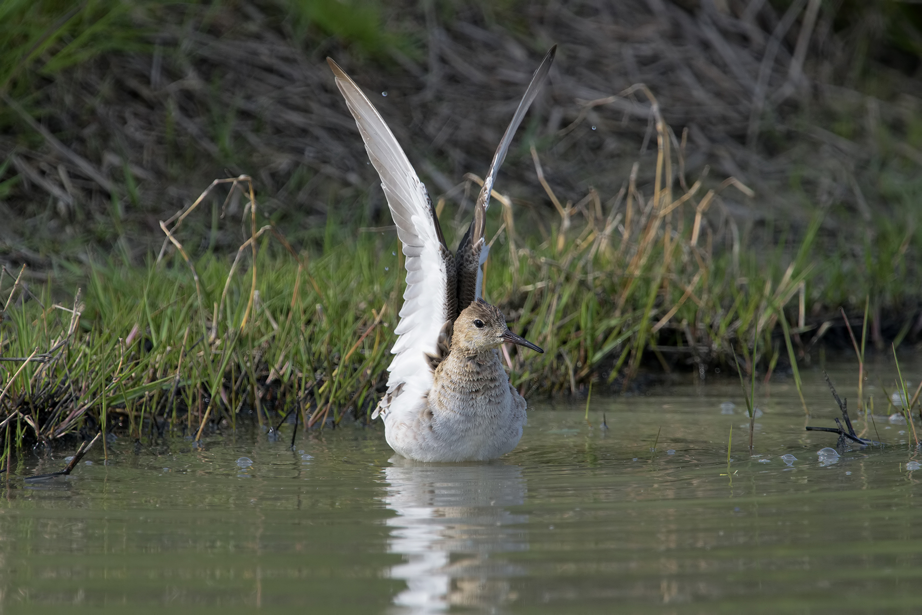 lo stretching del combattente
