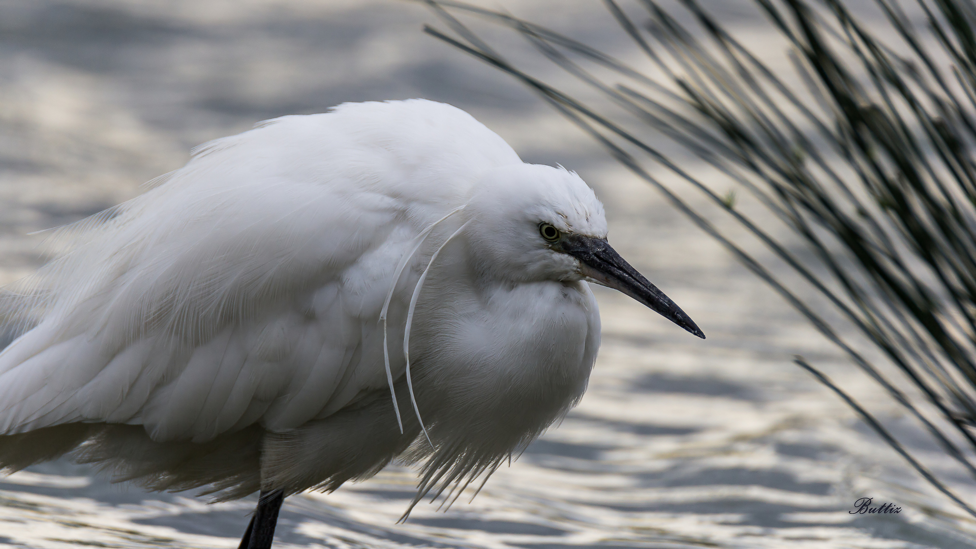 Egret