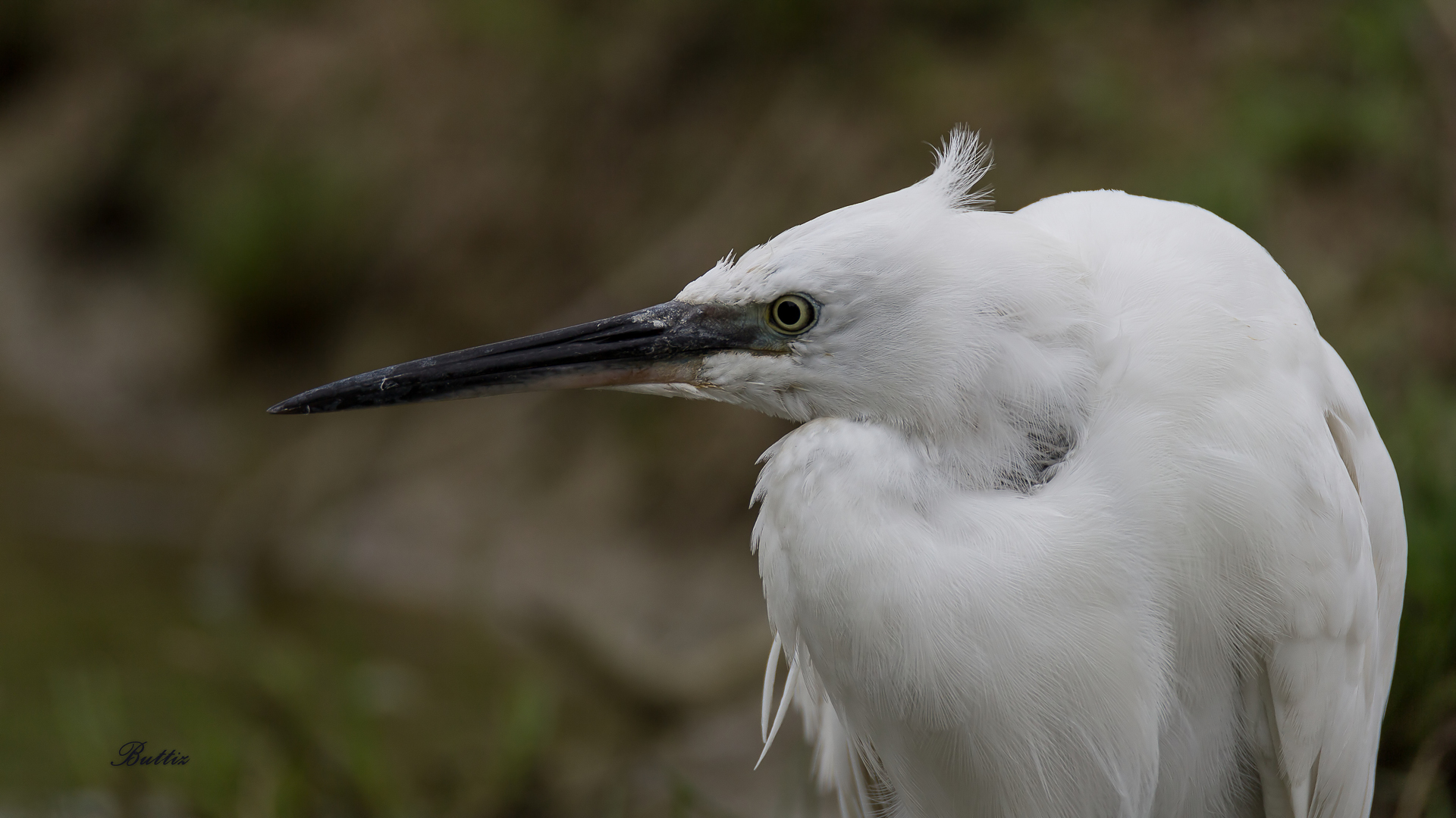 Egret