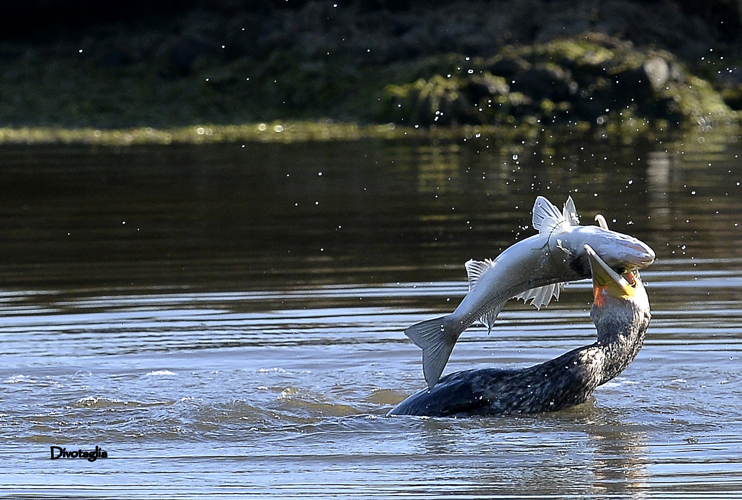 Cormorants and sea bass