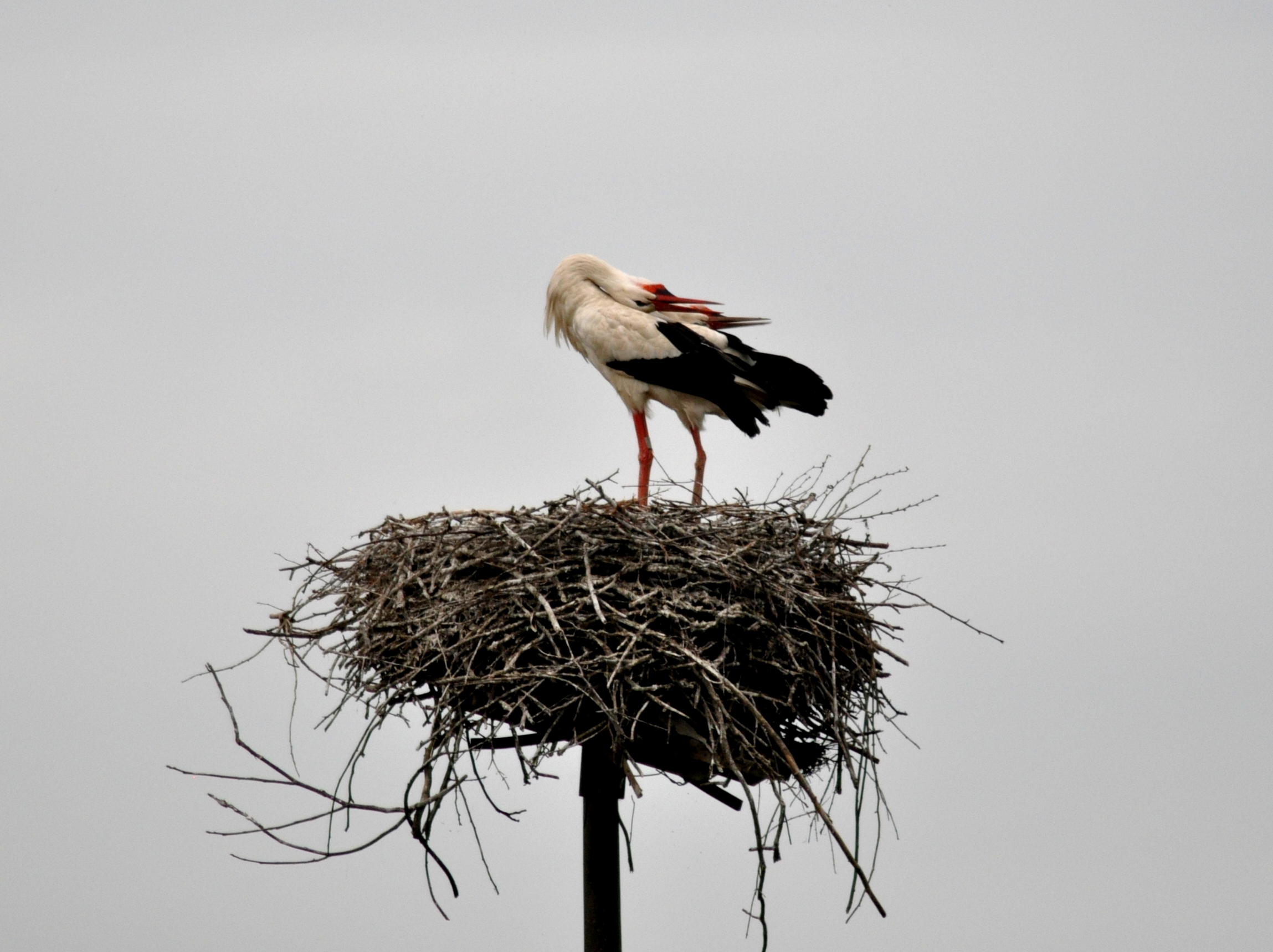 storks
