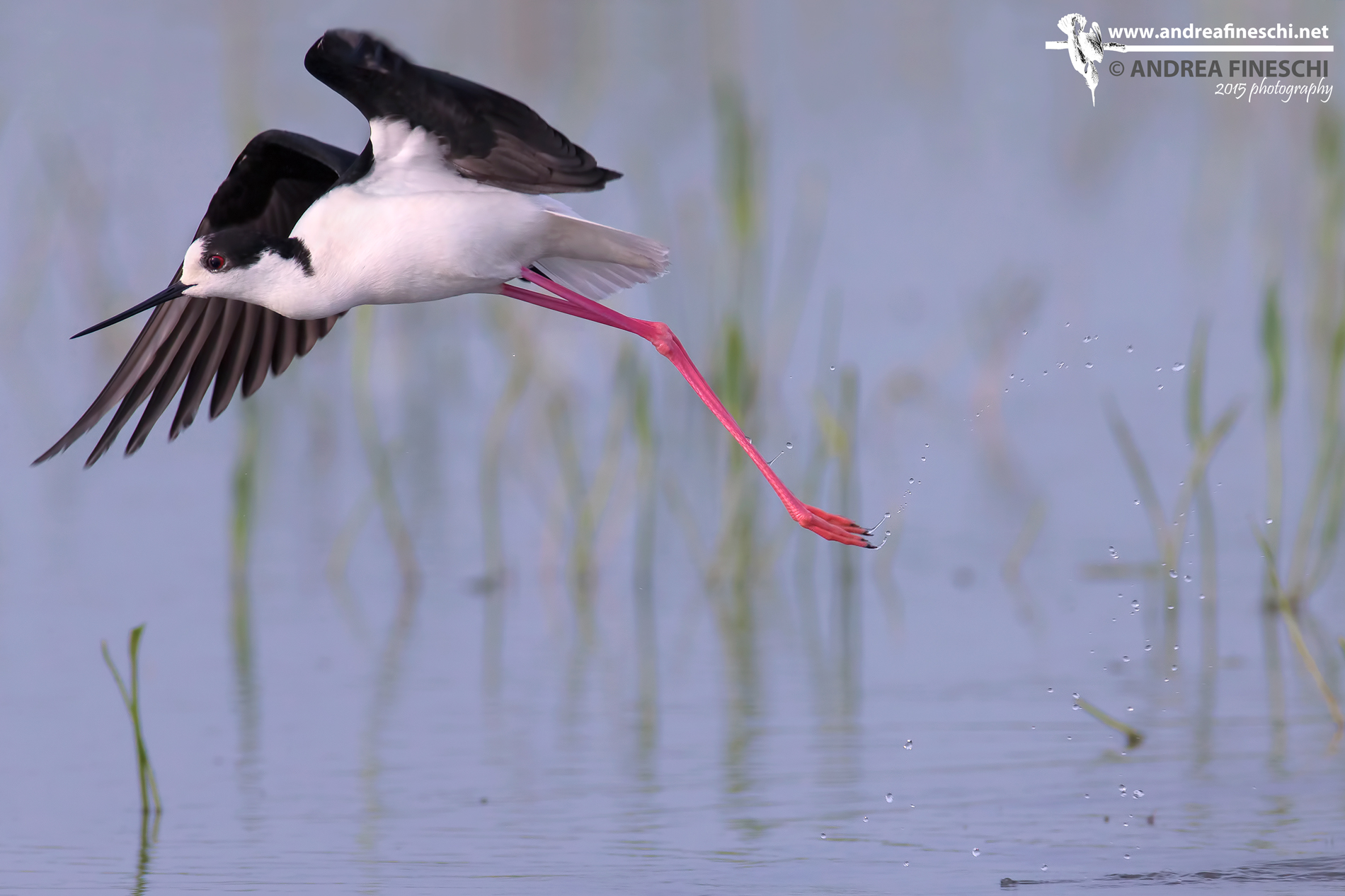 Cavaliere d'Italia: involo sul chiaro