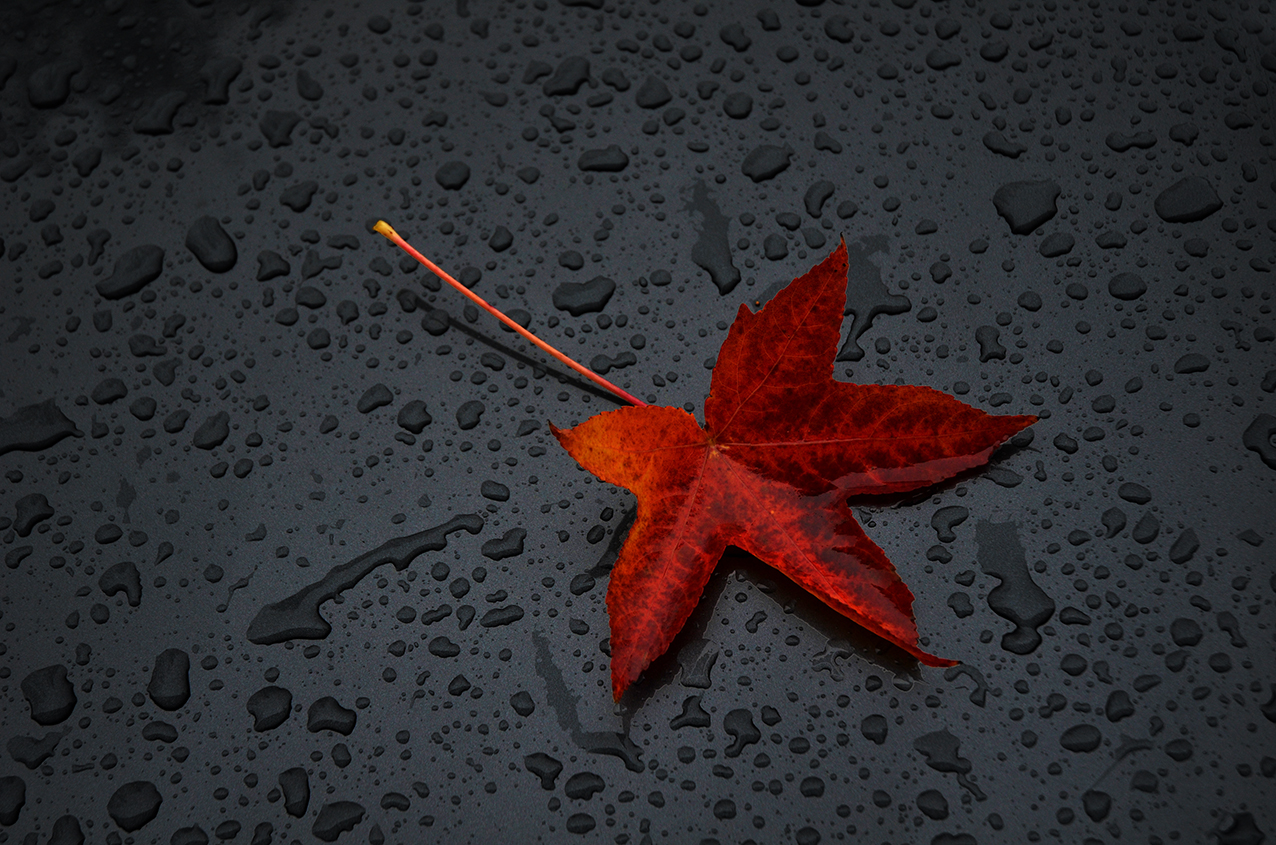 una foglia d'autunno