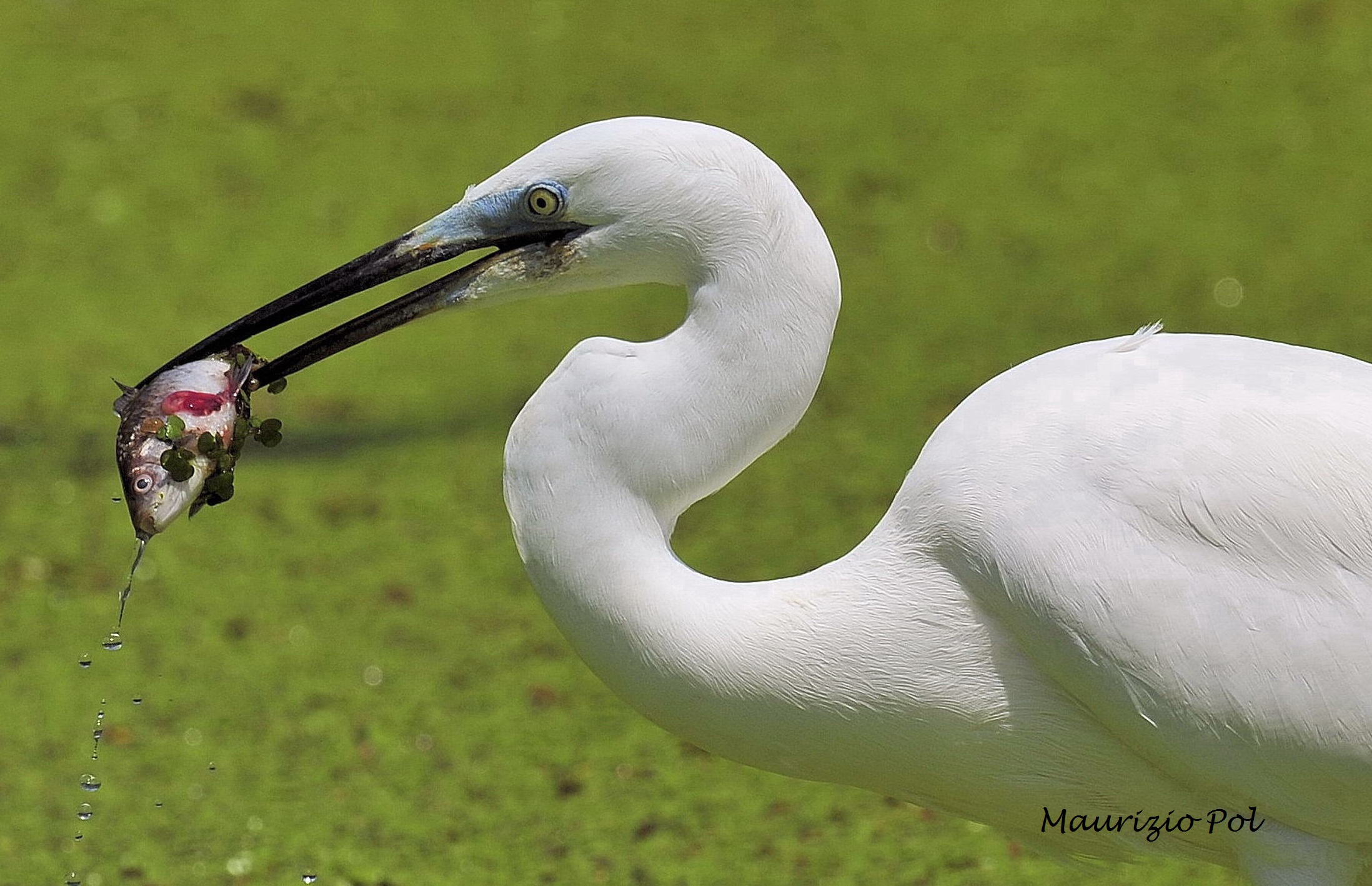 Egret with prey